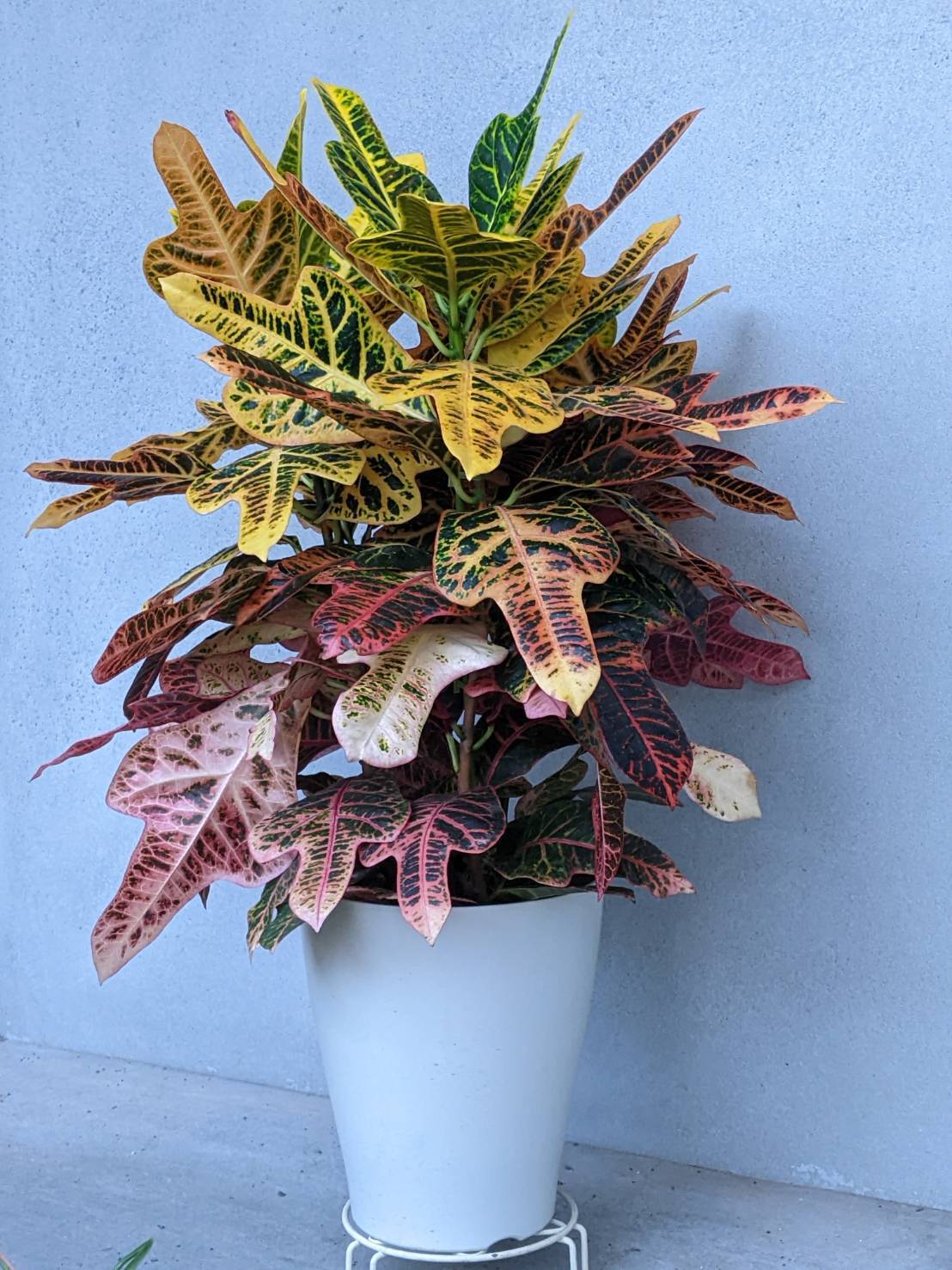 a0870_Dyckia jonesiana：ディッキア・ジョネシアナ（ヨネシアナ