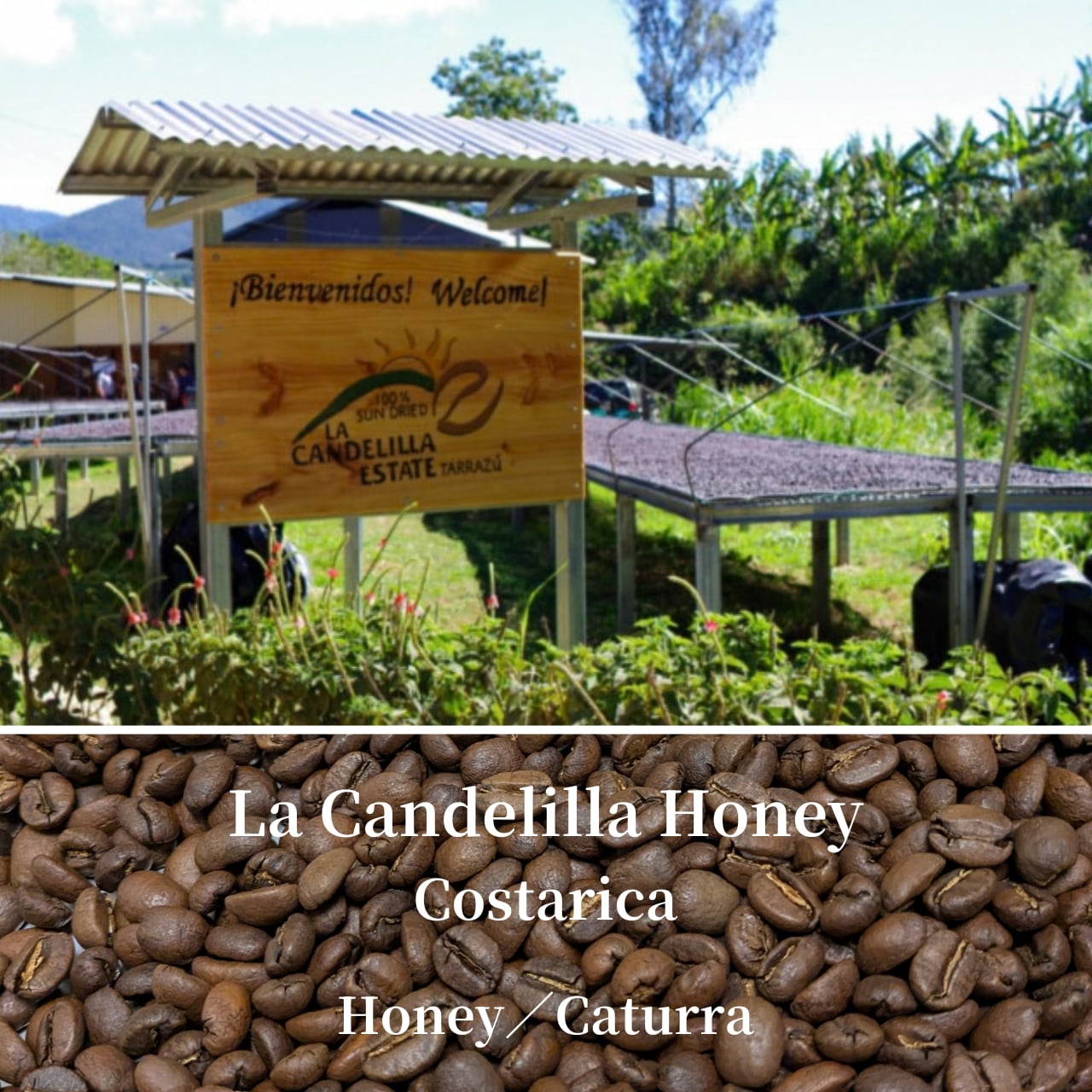 ハチミツの甘さ｜コスタリカ（中煎り）La Candelilla Honey　コーヒー豆／粉