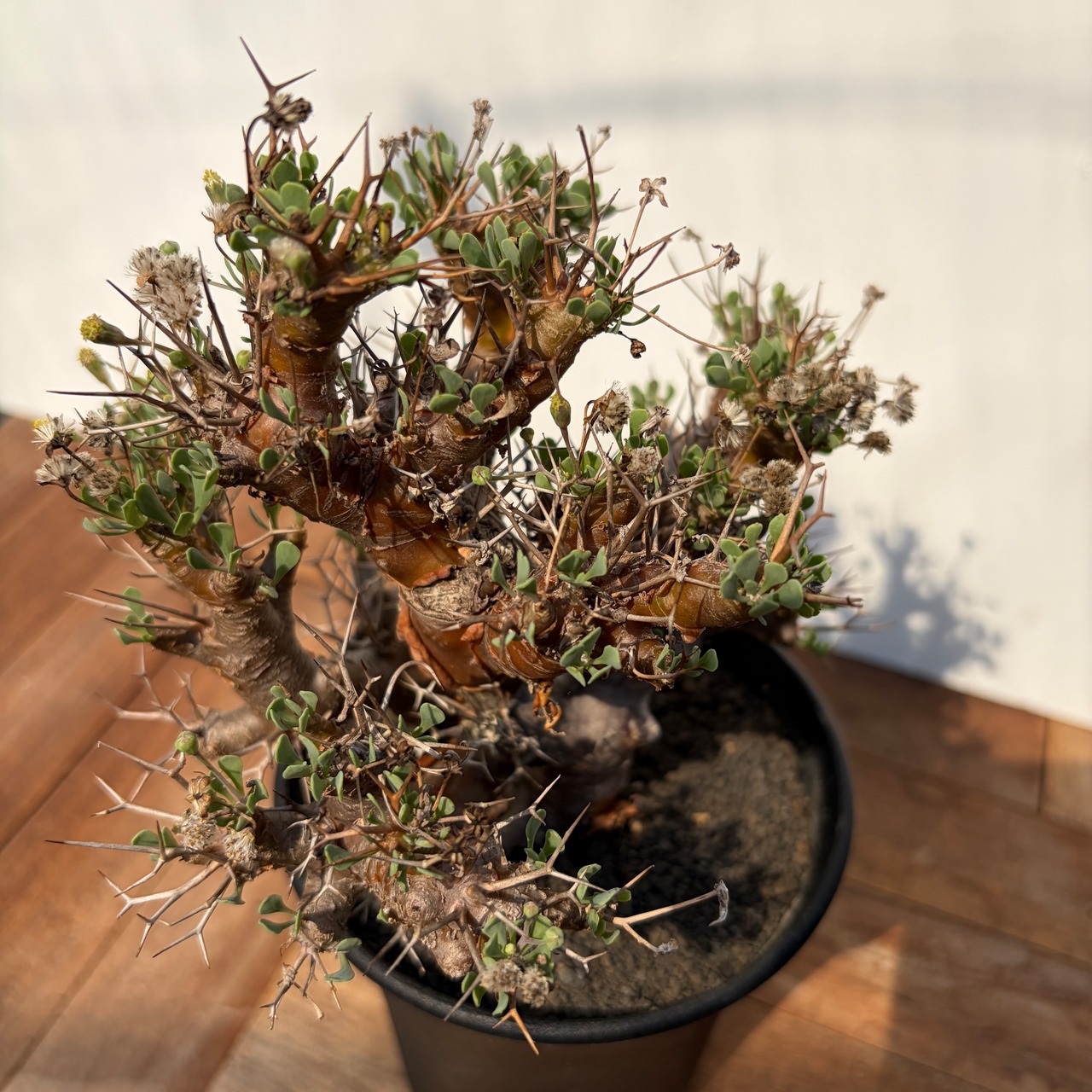 Othonna euphorbioides【オトンナ・ユーフォルビオイデス・実生】