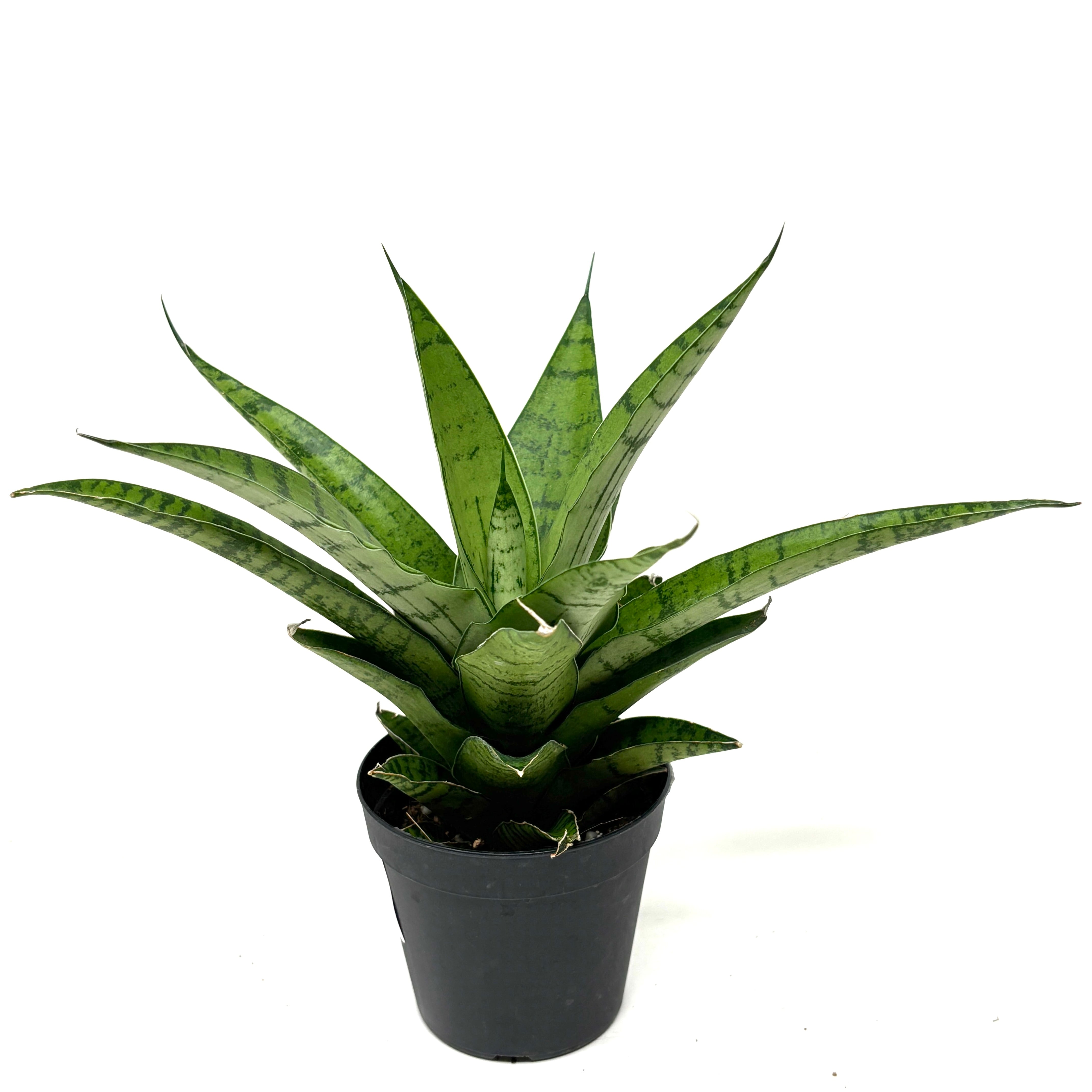 超絶希少❗️サンスベリア　バイビット✨ サンセベリア バイ-ビッド「Sansevieria Bi-Bid (by Unyamanee