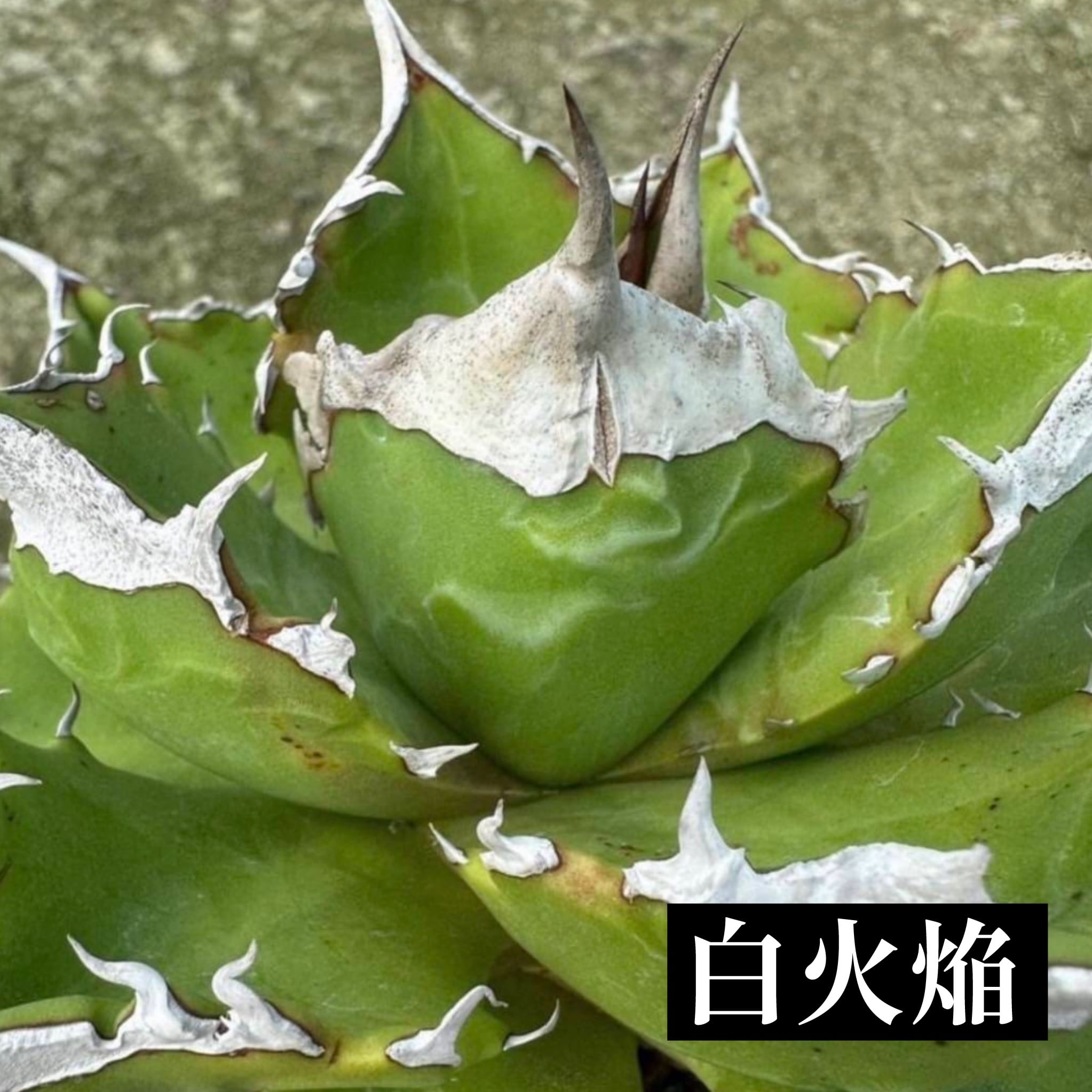 委）アガベ チタノタ 白火焔 ホワイトファイヤー【1092】 | PROTOLEAF