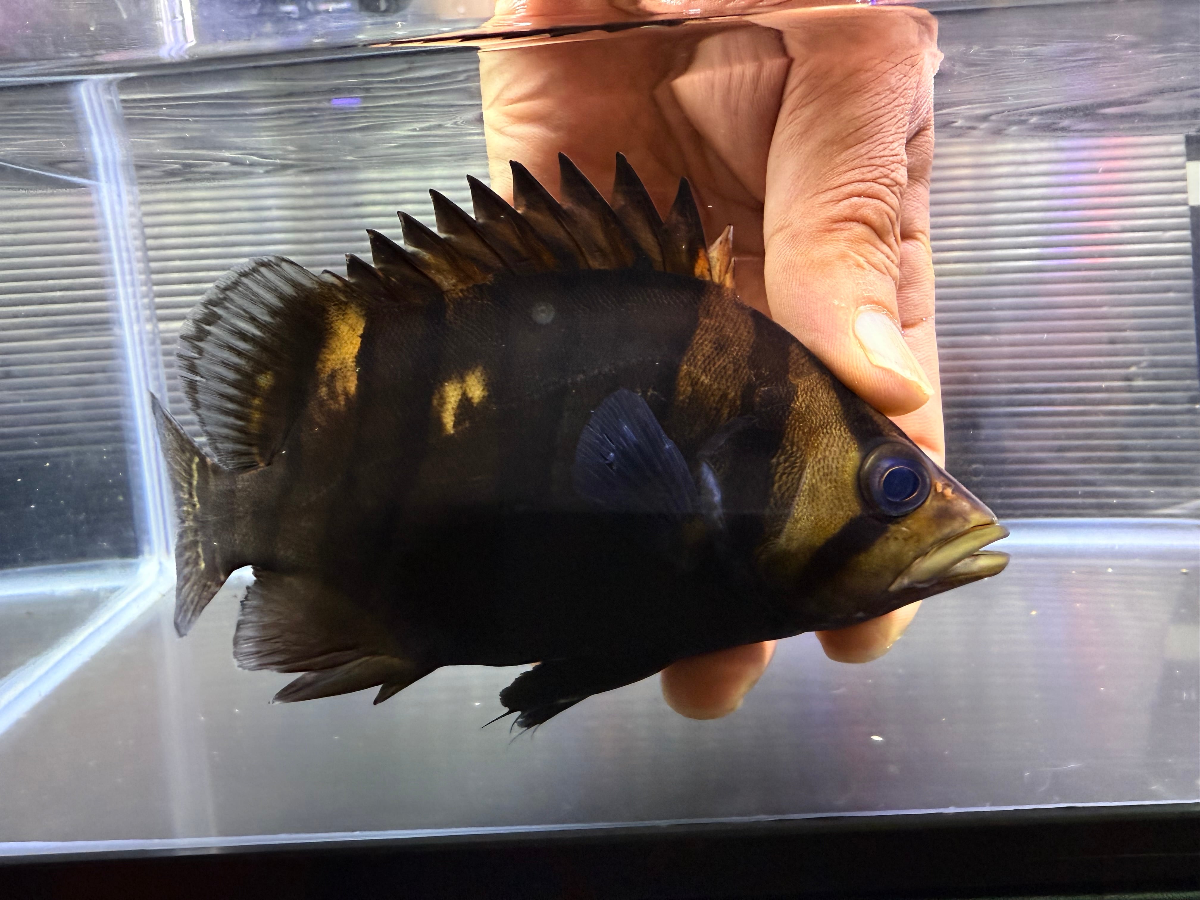 G01⑦ ダトニオプラスワン 18㎝前後 パーフェクトバンド | アクア