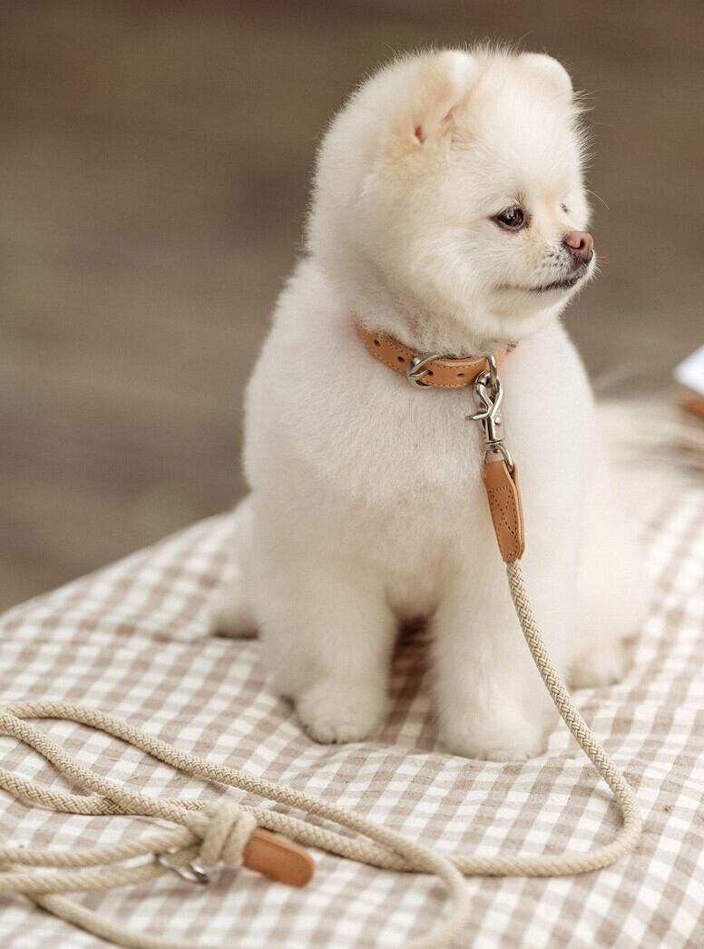 予約【stroll】Rope Leash Slim (Beige)