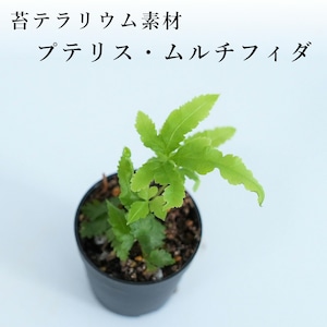 プテリス・ムルチフィダ（シダ植物）　苔テラリウム作製用素材