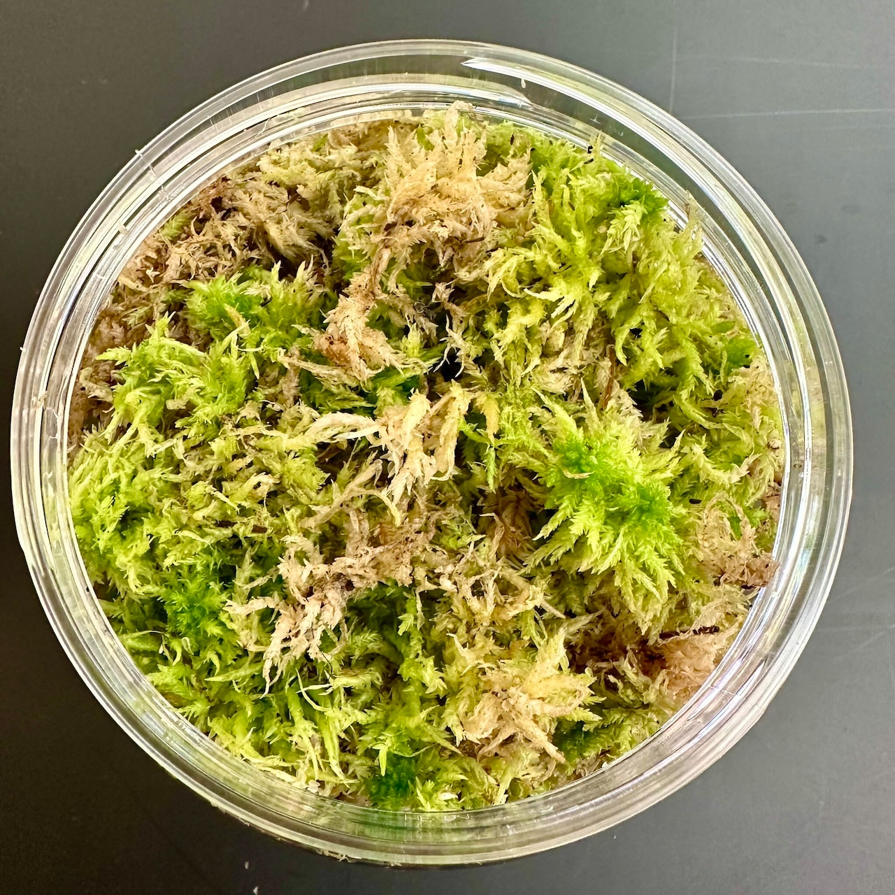 【2L】国産 摘み立て生水苔(生きた水苔)