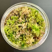 【2L】国産 摘み立て生水苔(生きた水苔)