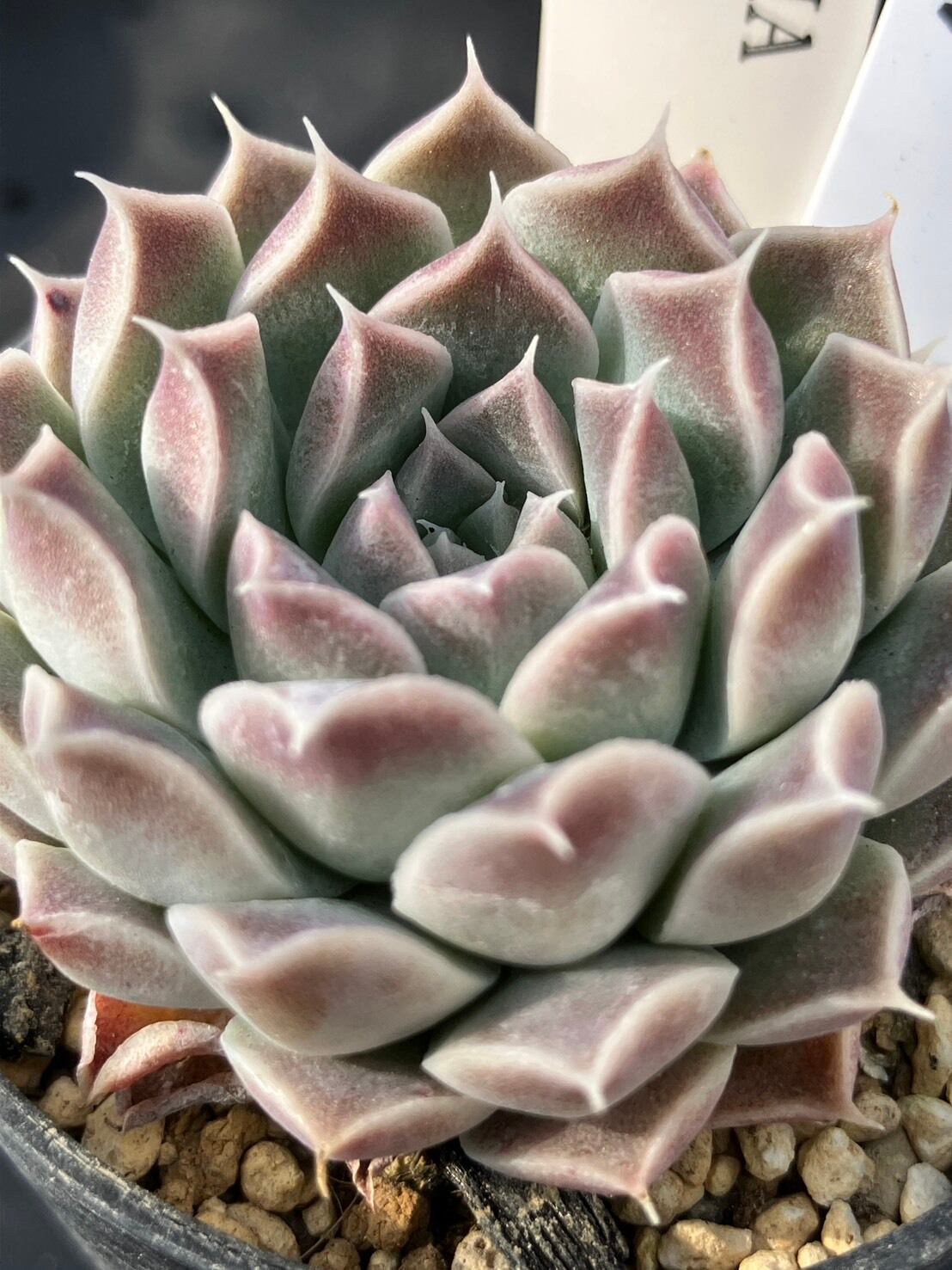 現物商品】elegans La Paz エレガンス ラパス 個数制限あり ② | 多肉
