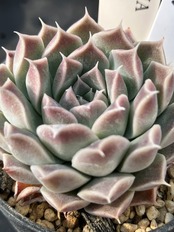 【現物商品】elegans La Paz エレガンス ラパス 個数制限あり ②