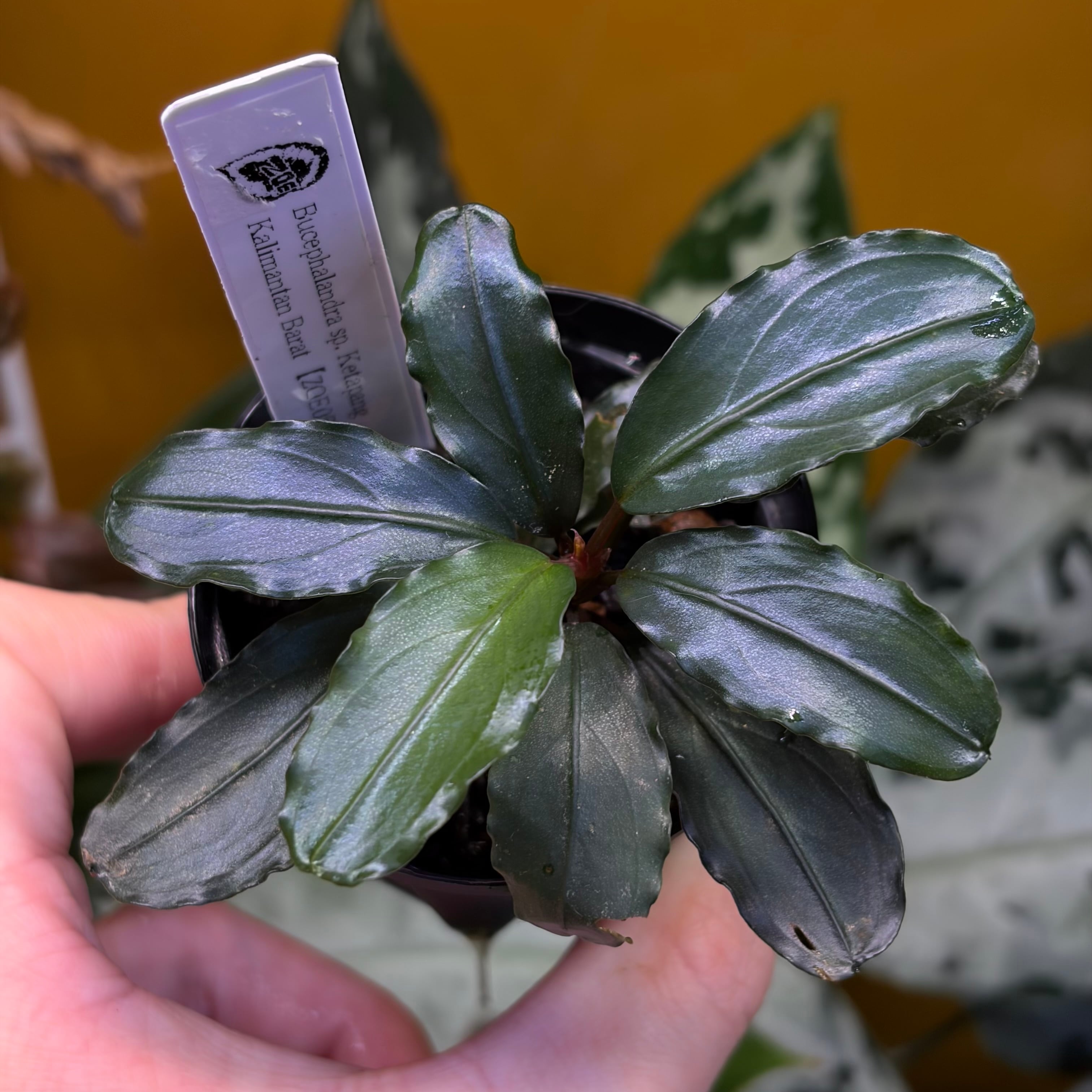 Bucephalandra cf. filiformis Sanggau Kalimantan Barat【ZOE0226-17i