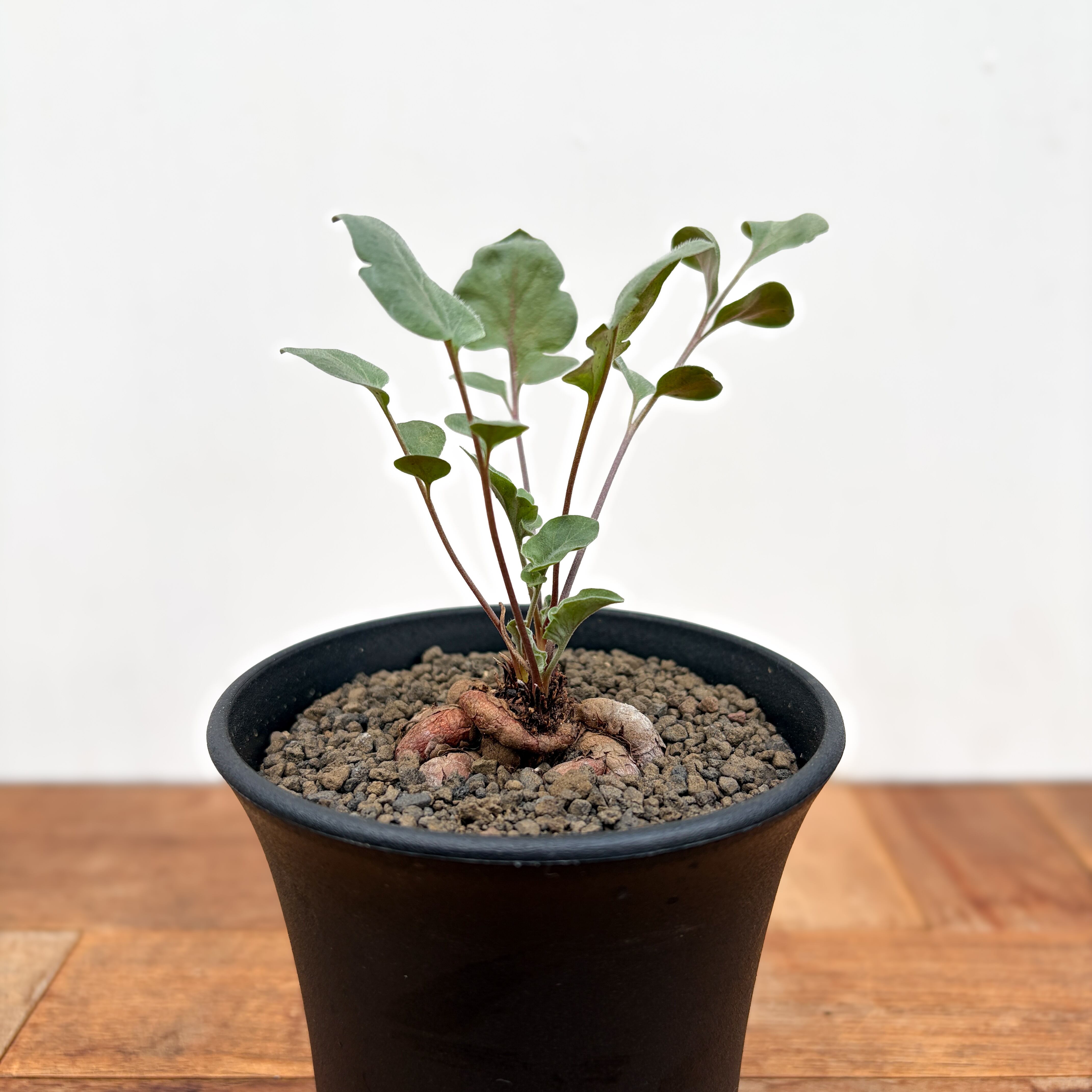 Pelargonium parvipetalum【ペラルゴニウム・パルビペタラム