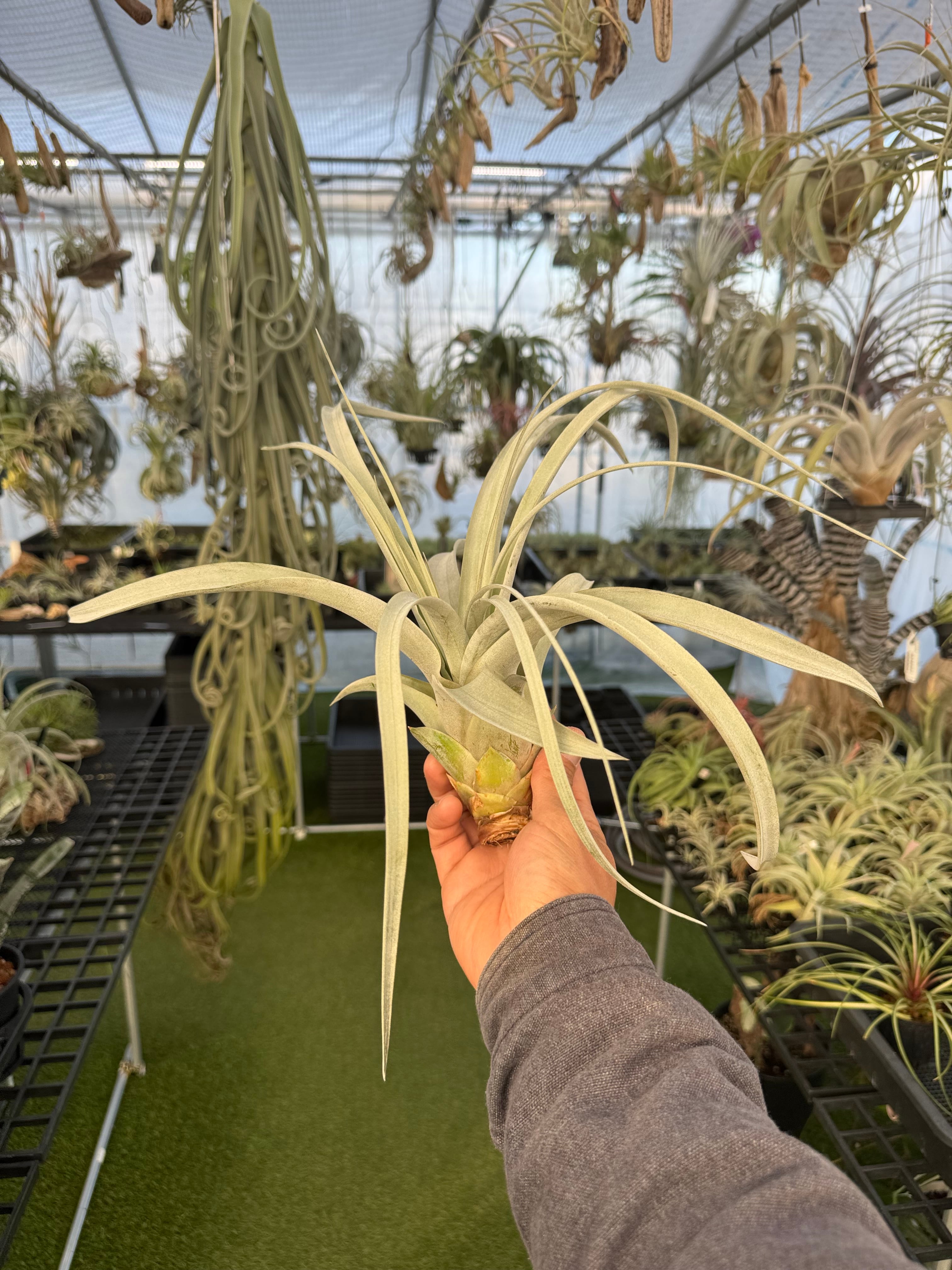 ロゼイフローラ ハイブリッド roseiflora hybrid | クルール プランツ