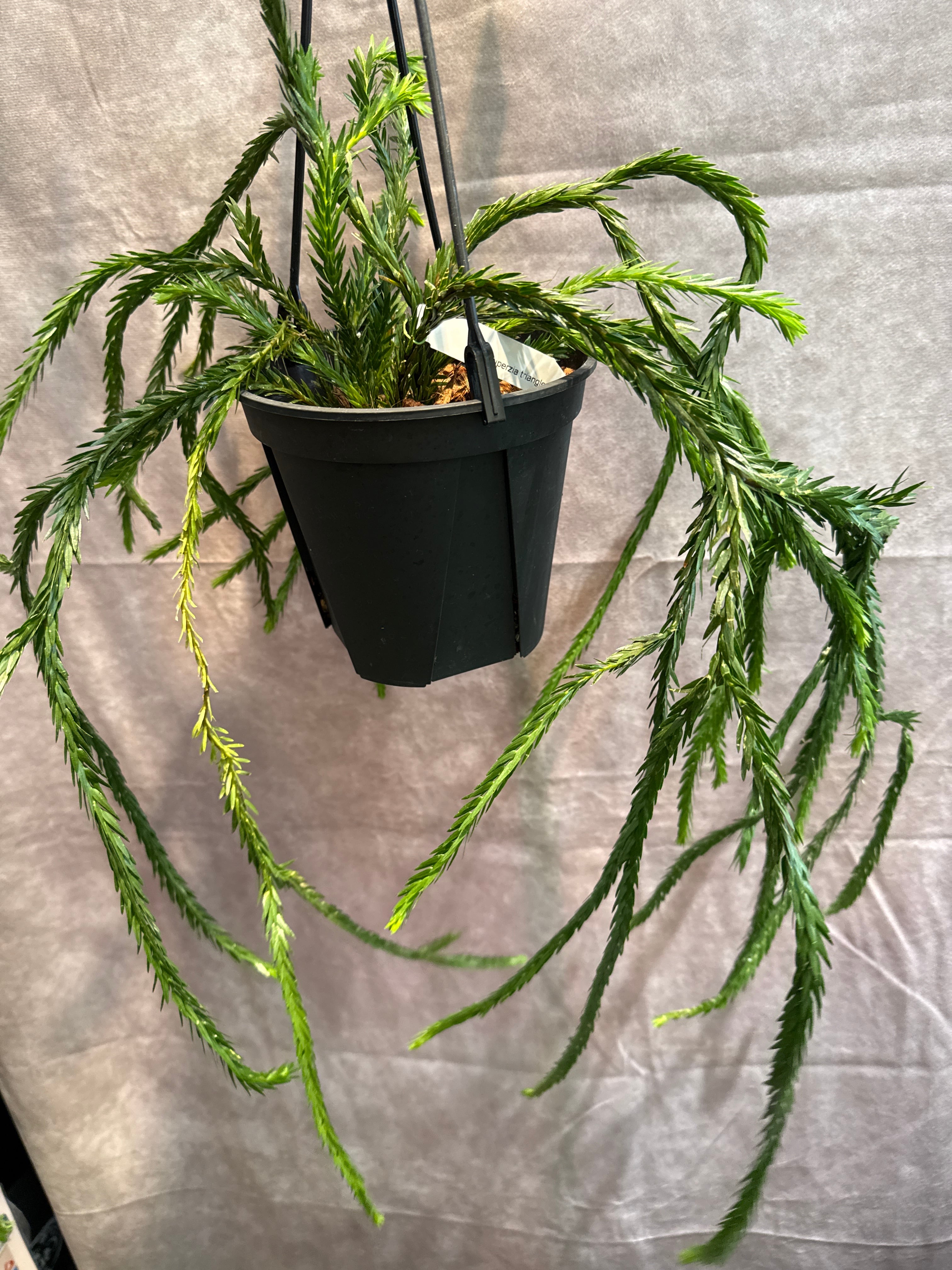 フペルジア ヌンムラリフォリア | Gardenえん 【観葉熱帯植物】