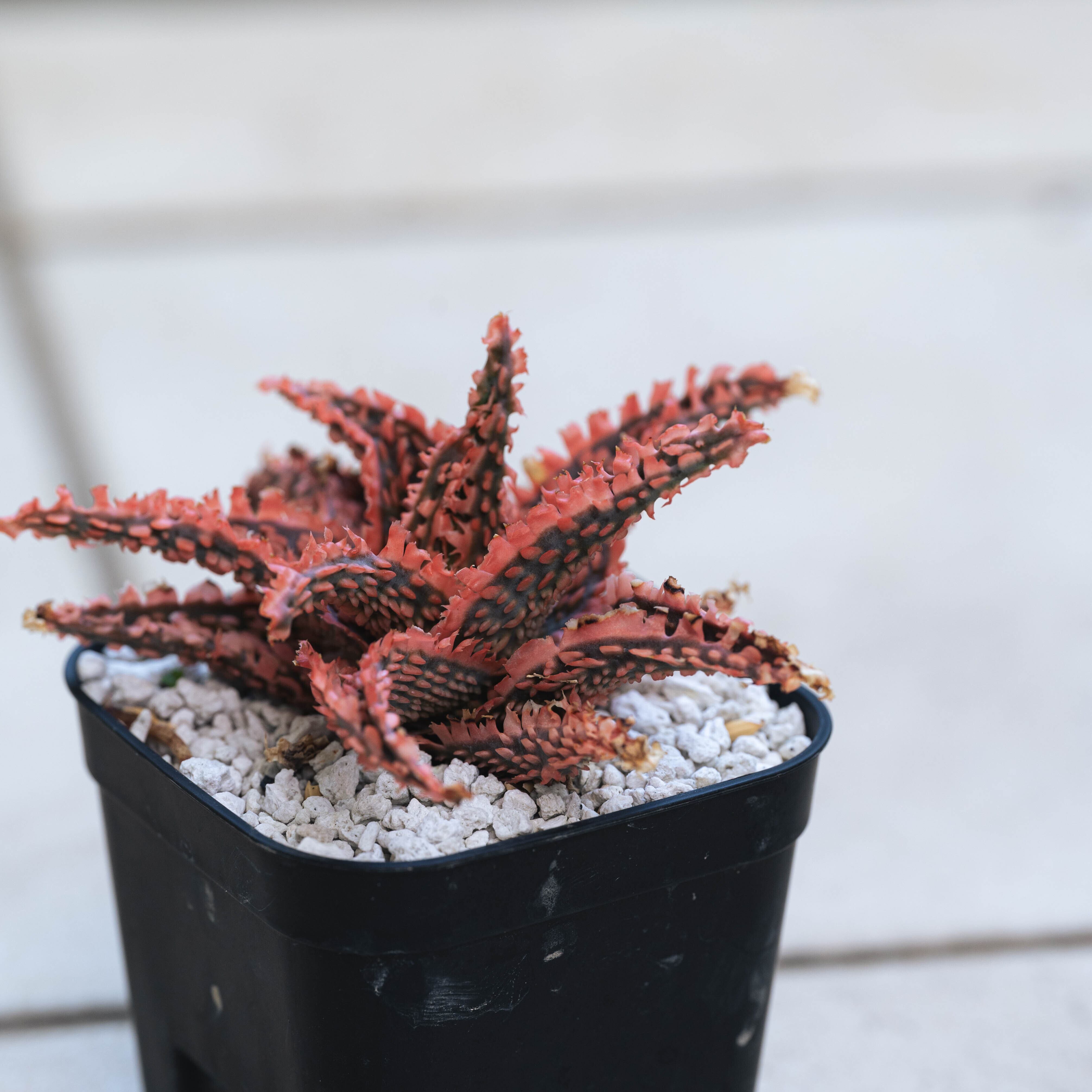 アロエ ハイブリッド -Aloe hybrid- No.3 | Agave Rocon