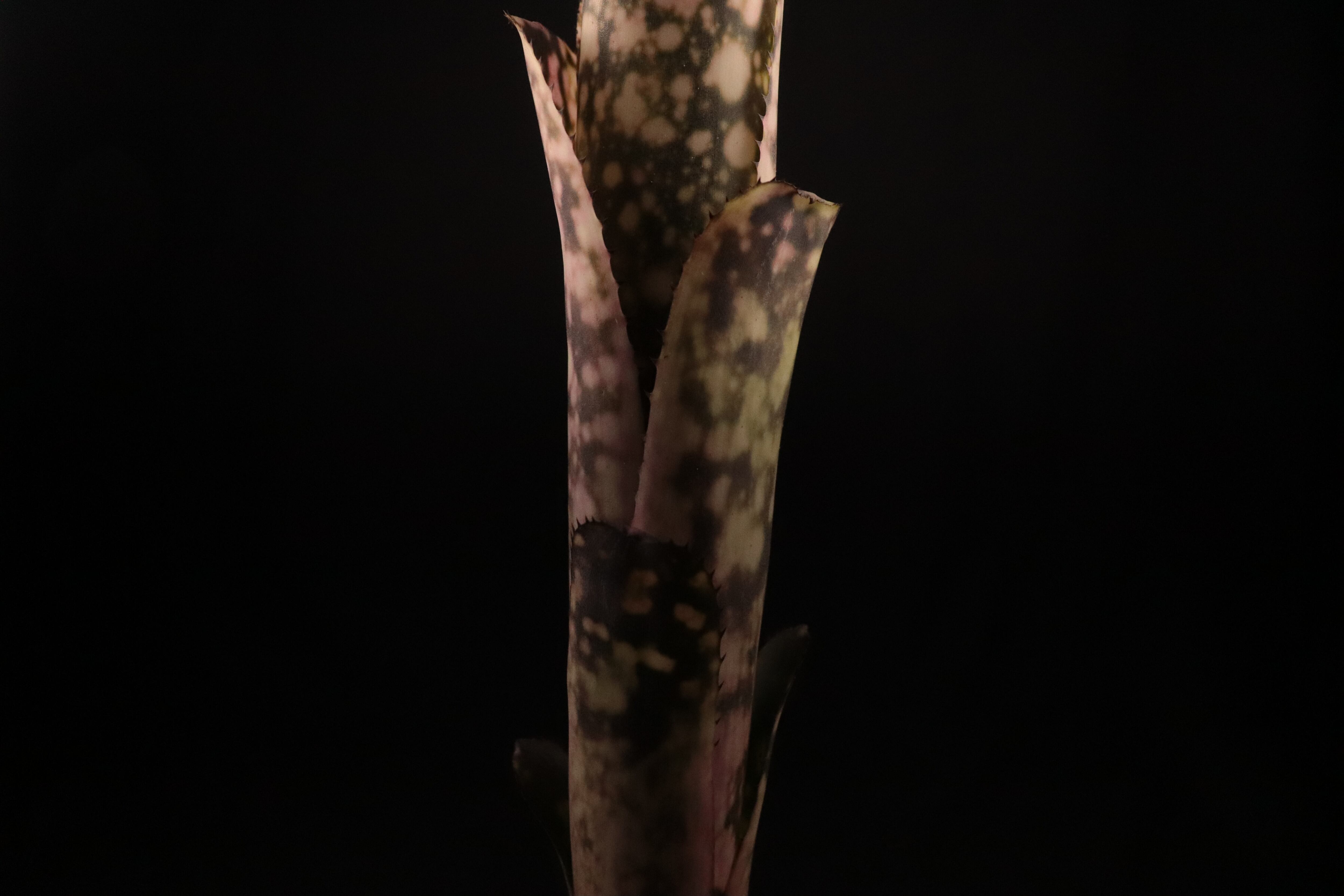 reserved】Billbergia 'Kolan Raspberry Cream'〔ビルベルギア〕現品