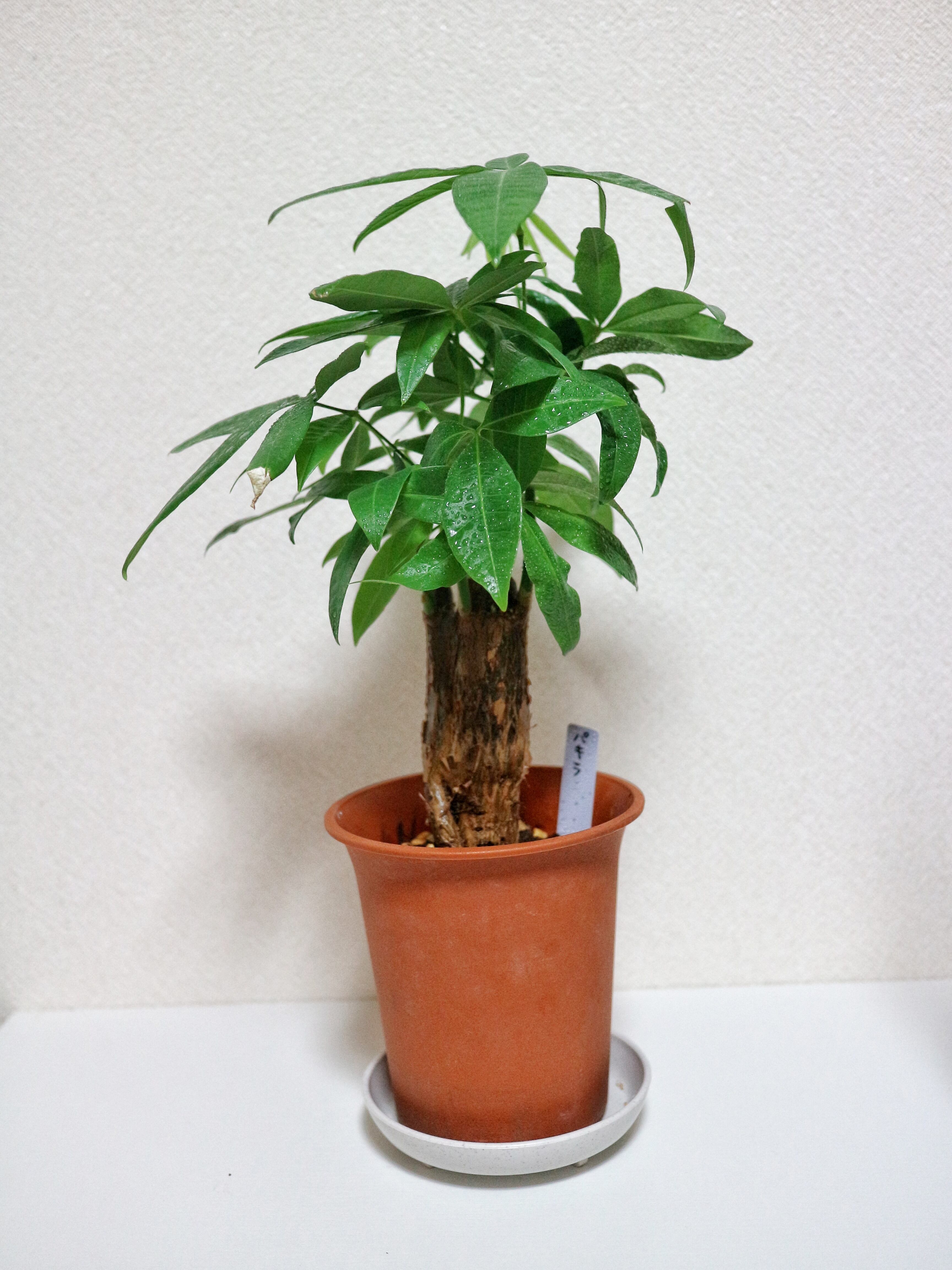 フィカス ウンベラータ 自然樹形 幹太 インテリア 観葉植物 大株 フィカス ウンベラータ 自然樹形 幹太 インテリア 観葉植物 大株