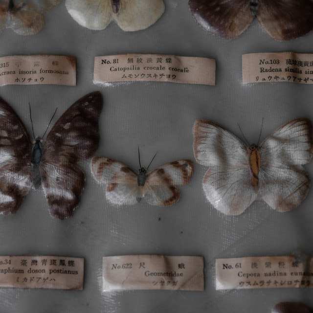 Butterfly specimens