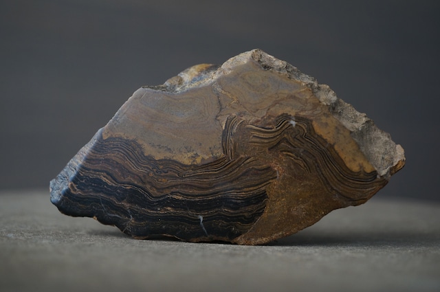 ボリビア ウユニ塩湖産ストロマトライト Stromatolite 1960