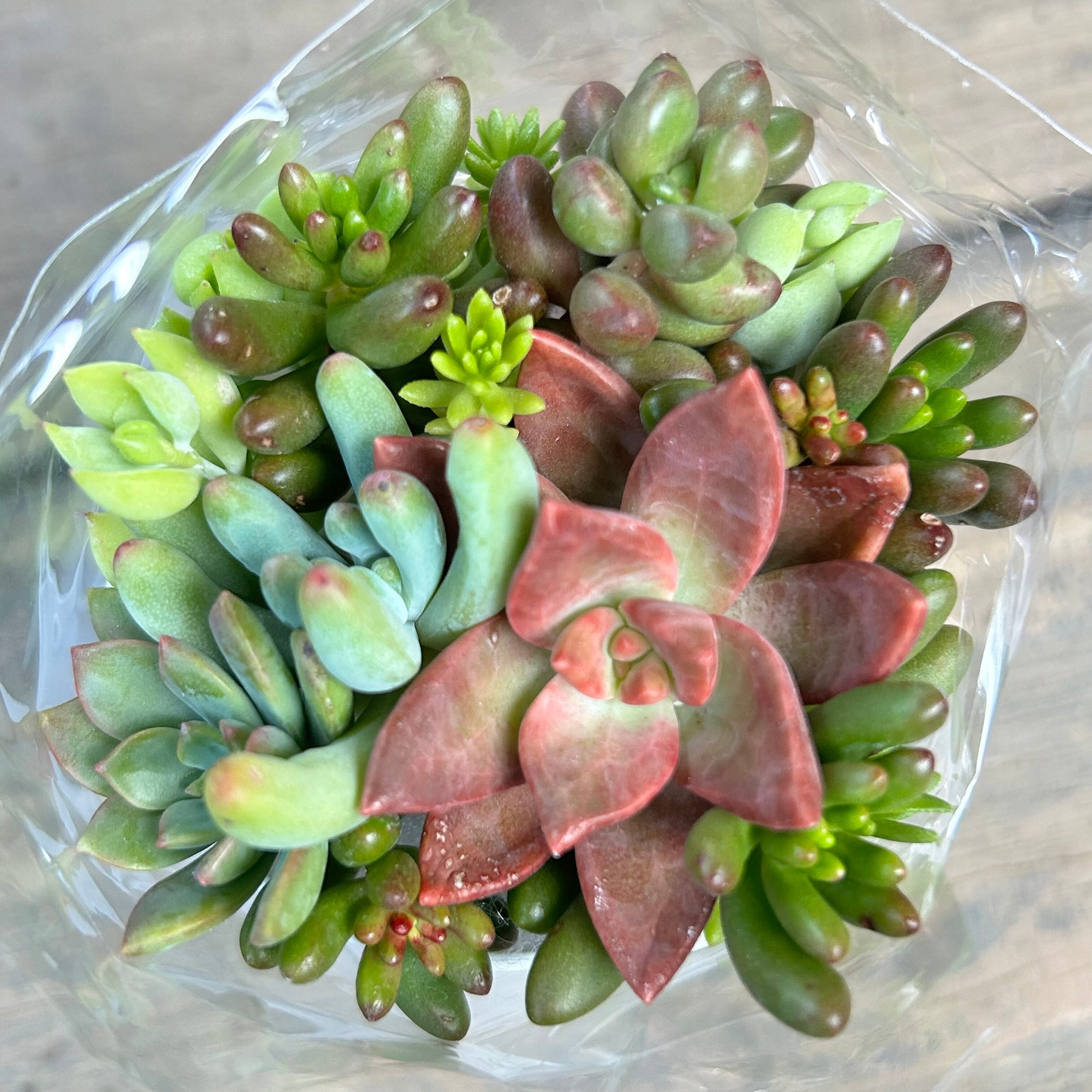 多肉植物 カット苗 モリモリ 1 A)もりもり多肉(カット苗 | RuPo 多肉植物 カット苗 モリモリ 1 A)もりもり多肉(カット苗 | RuPo