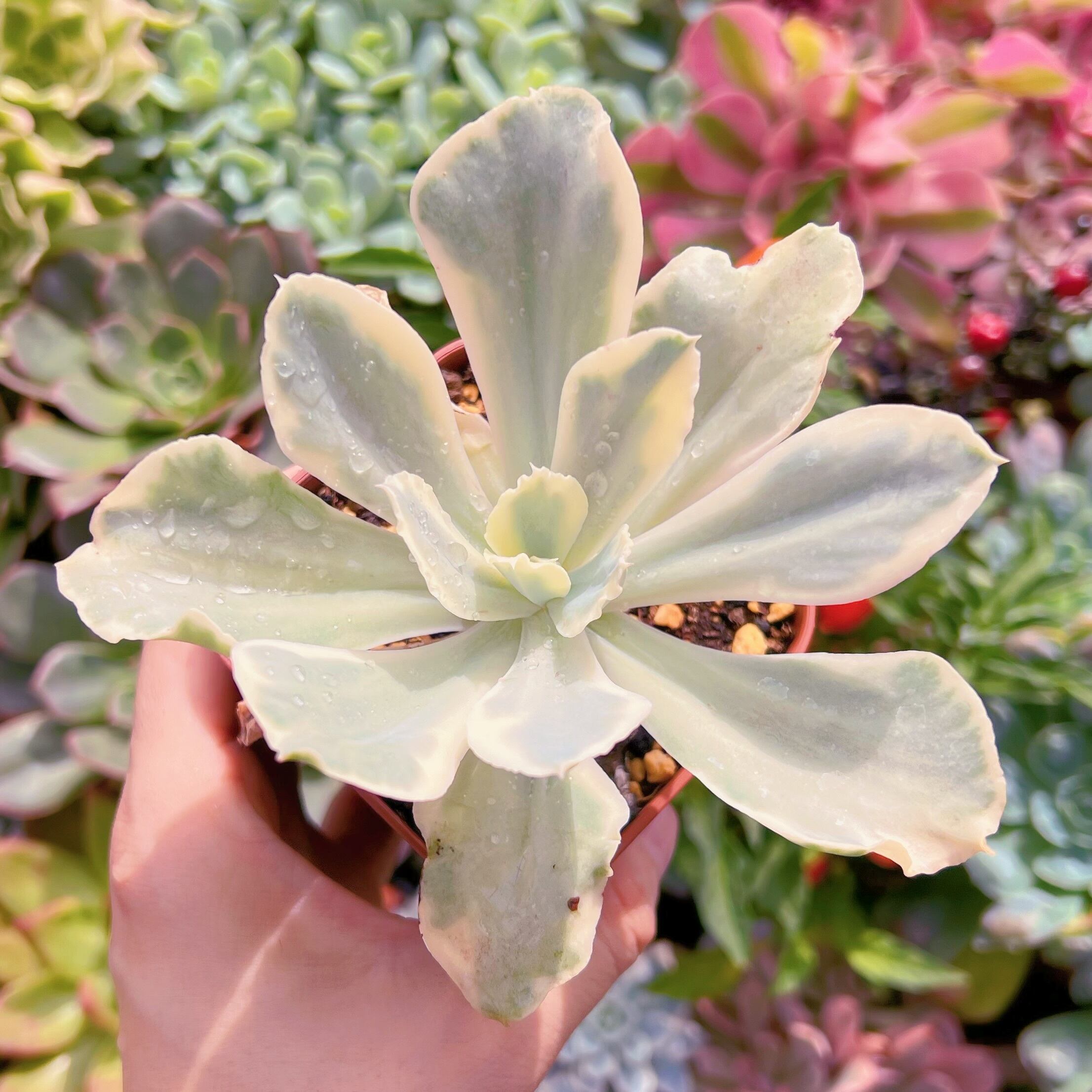 現物　moon river#721   るる農園