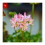 プレミアムゼラニウム：グラフティダブル〈ホワイト〉（3号ロング）星咲き　花苗　ゼラニウム　天竺葵　寄せ植え　変わり咲き　ゼラニューム　鉢植え