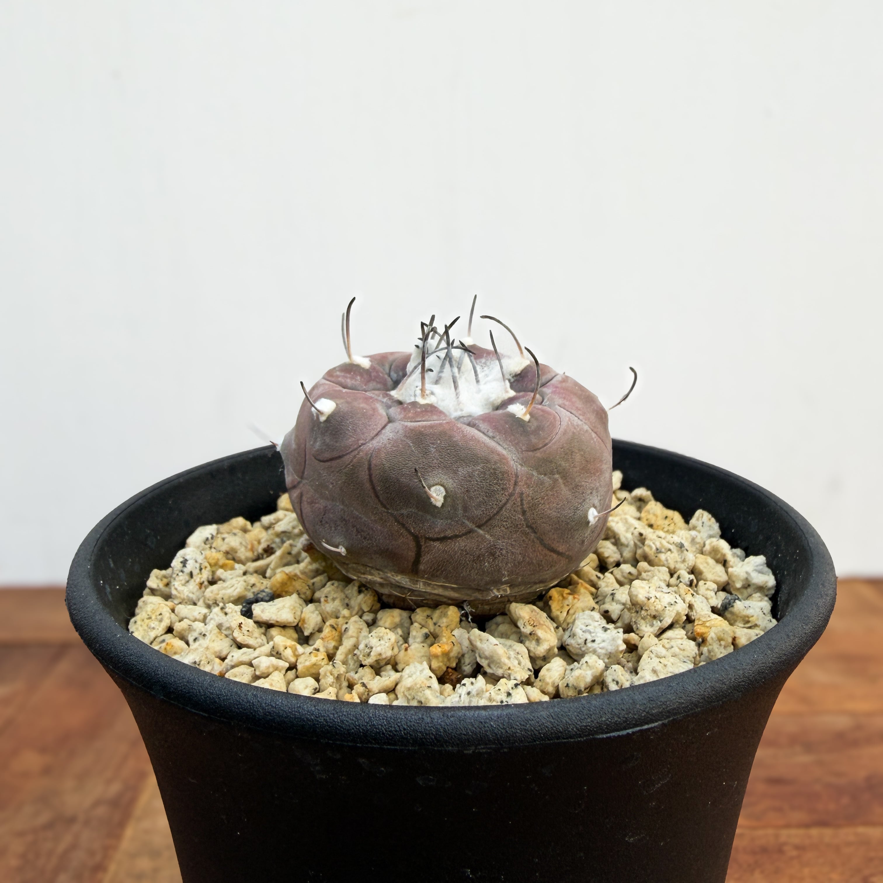 Turbinicarpus jauernigii【ツルビニカルプス・ハウエルニギー