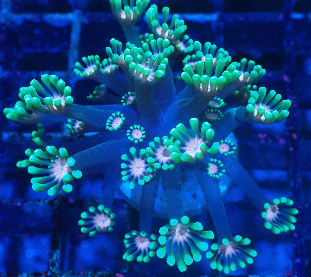 Alveopora 4