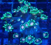 Alveopora 4