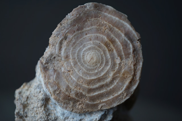 ハンガリー産貨幣石(有孔虫化石) Assilina sp. 1951