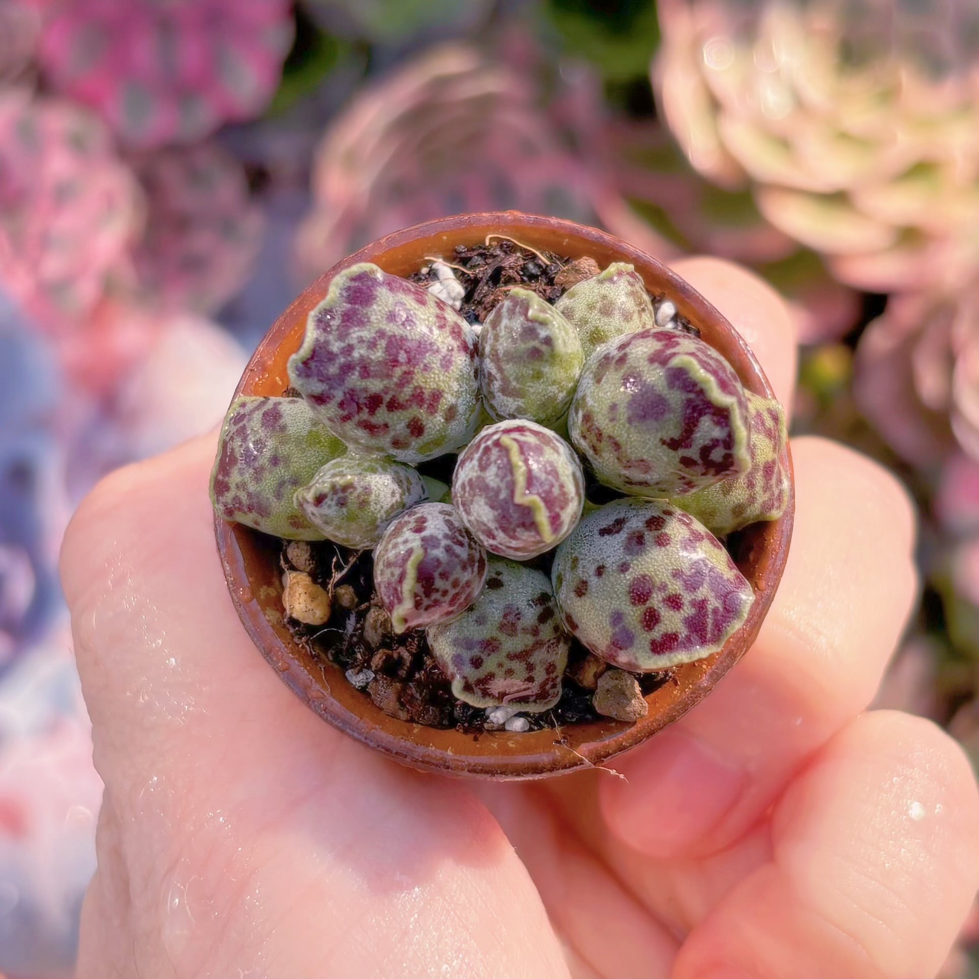 現品　アザラシ#A100　るる農園