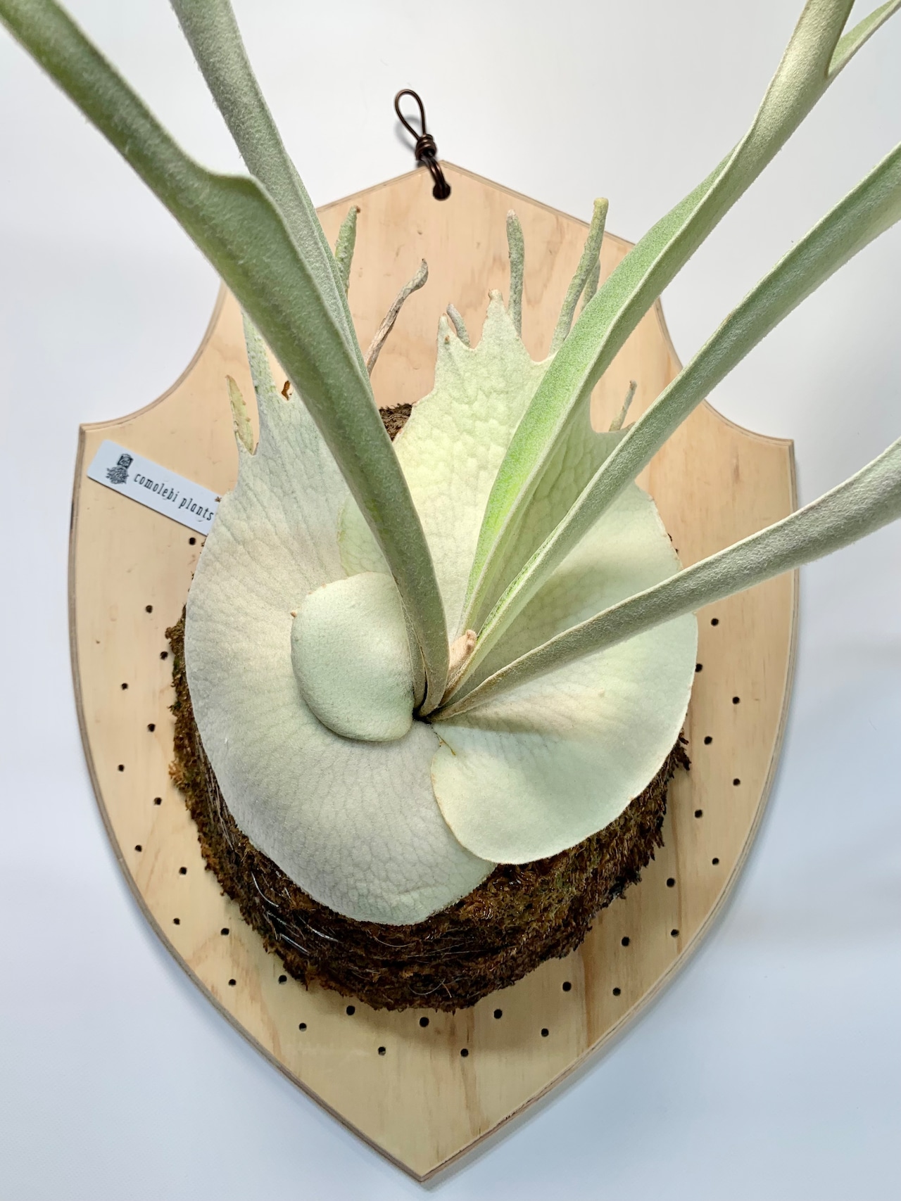 Veitchii Auburnriver 胞子