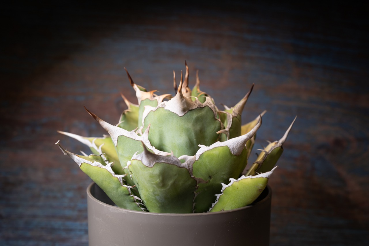 アガベ チタノタ Dragon spine② 画像5