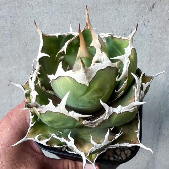 最高峰 アガベ悪魔 大株➕ビカクシダJenny#1 oc 子株 アガべ