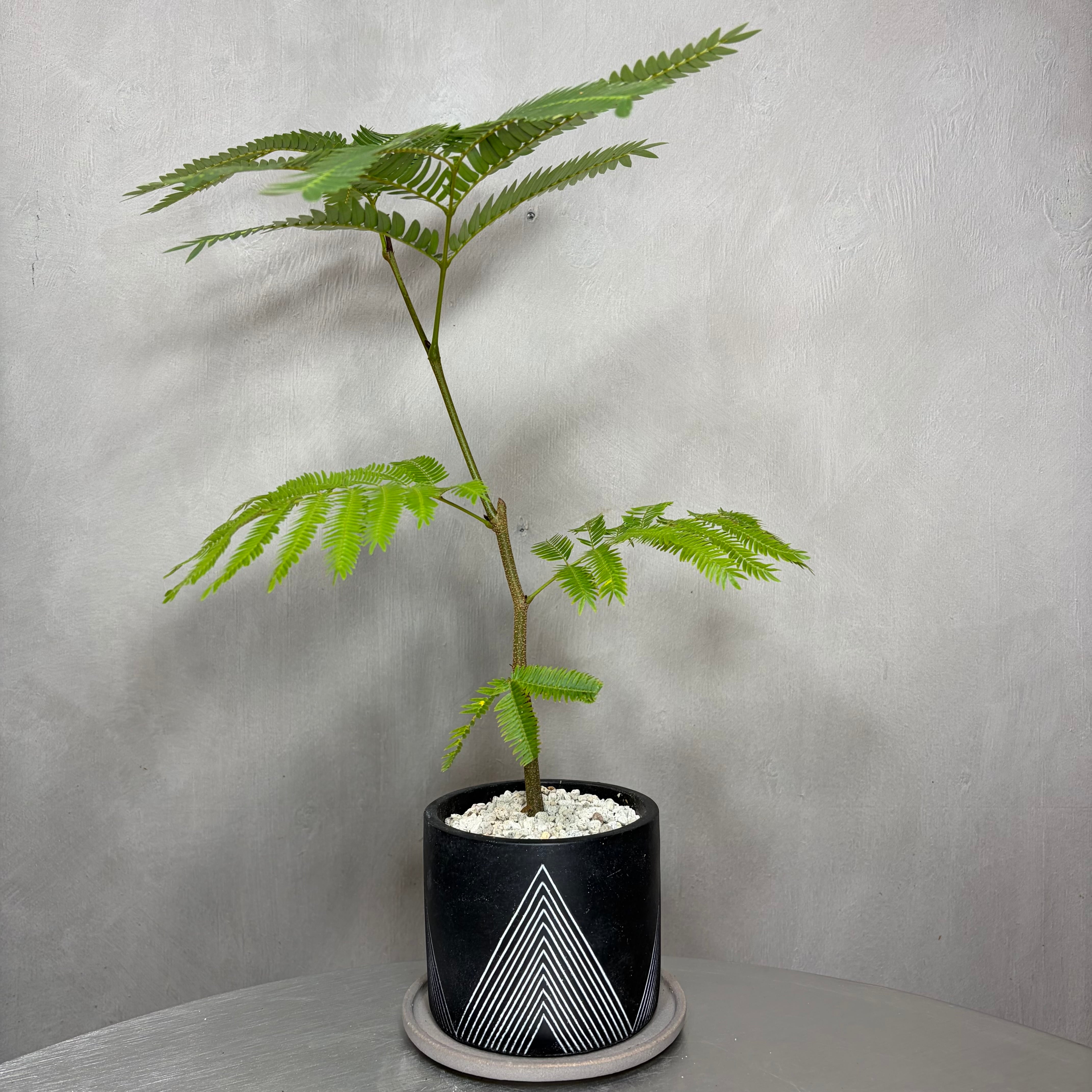 エバーフレッシュ 観葉植物 陶器鉢 植え込み