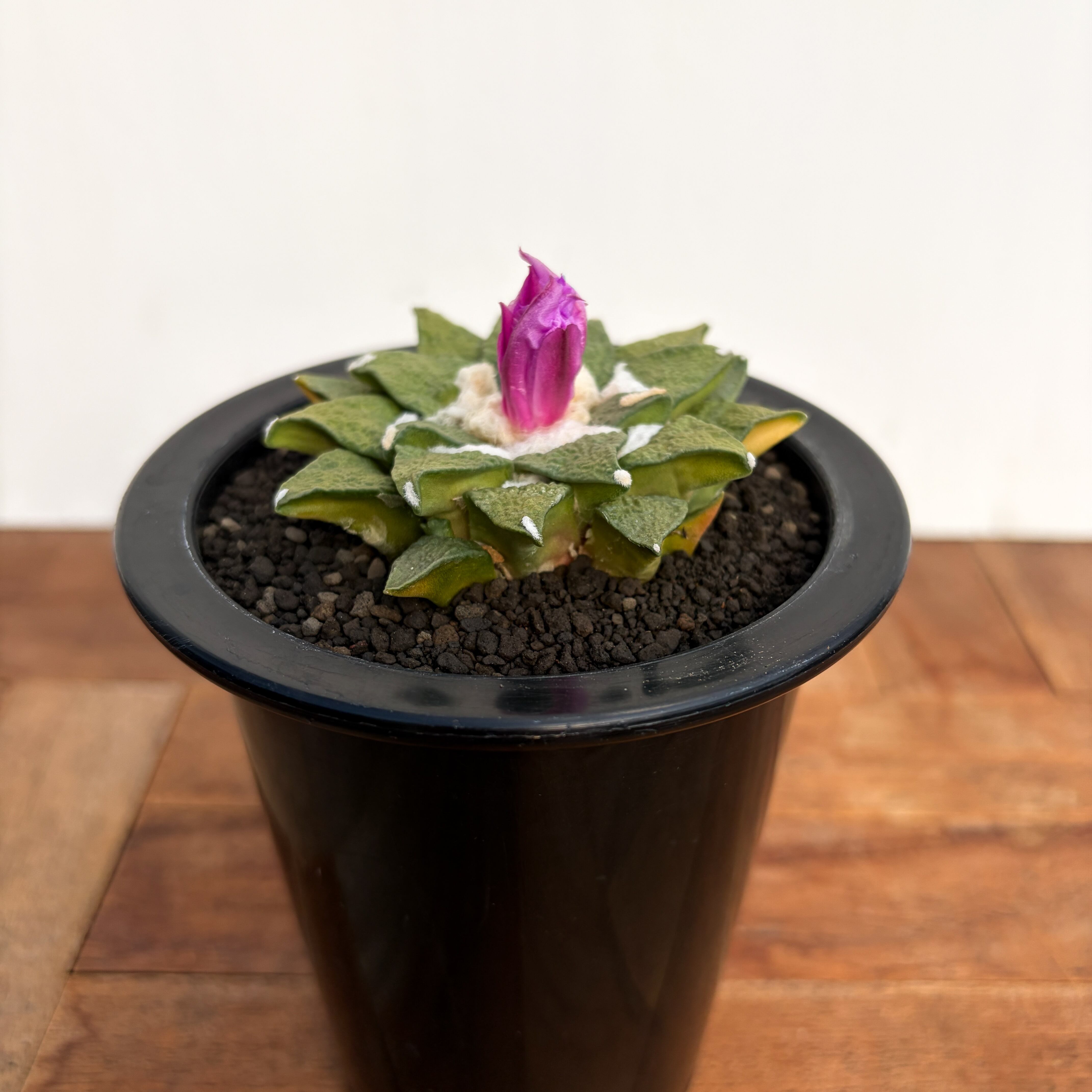 Ariocarpus kotschoubeyanus×furfuraceus【アリオカルプス・黒牡丹×花