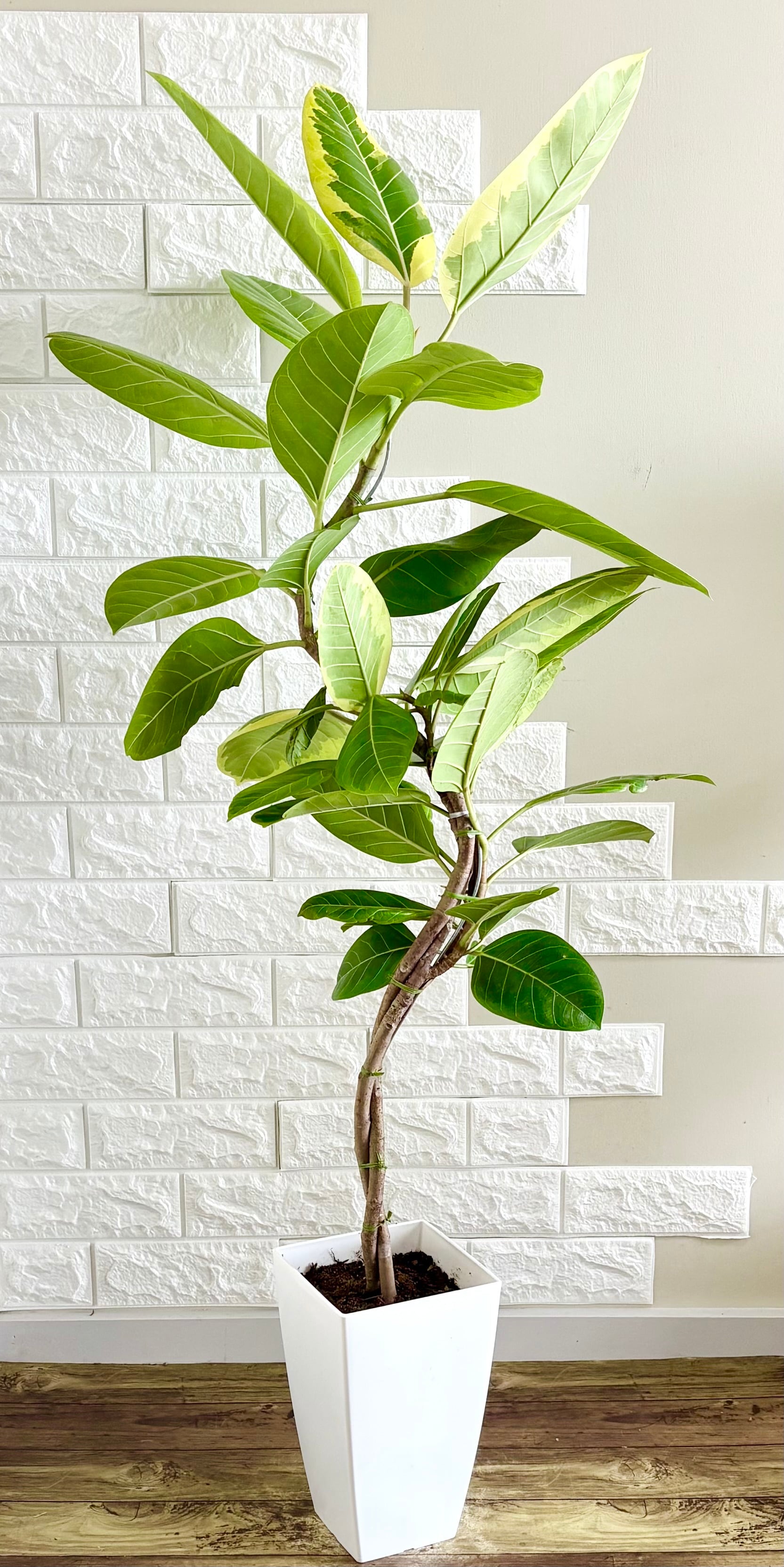 ⚠️直接引き渡し限定⚠️フィカスアルテシマ 724b36a992ef250cc99eb095d7be4b