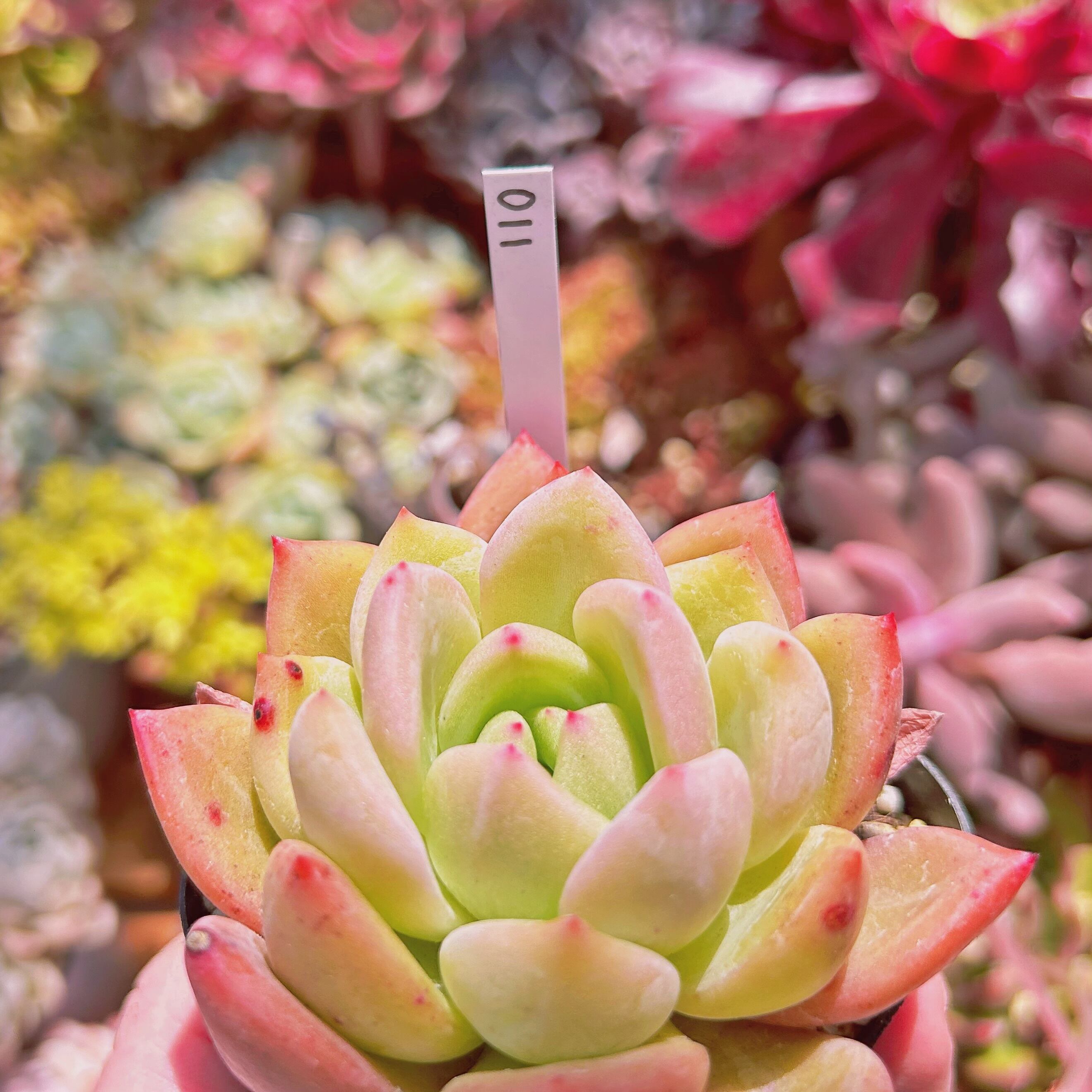 011現物 多肉植物 シャンペーン 抜き苗 | るる農園~多肉植物専門