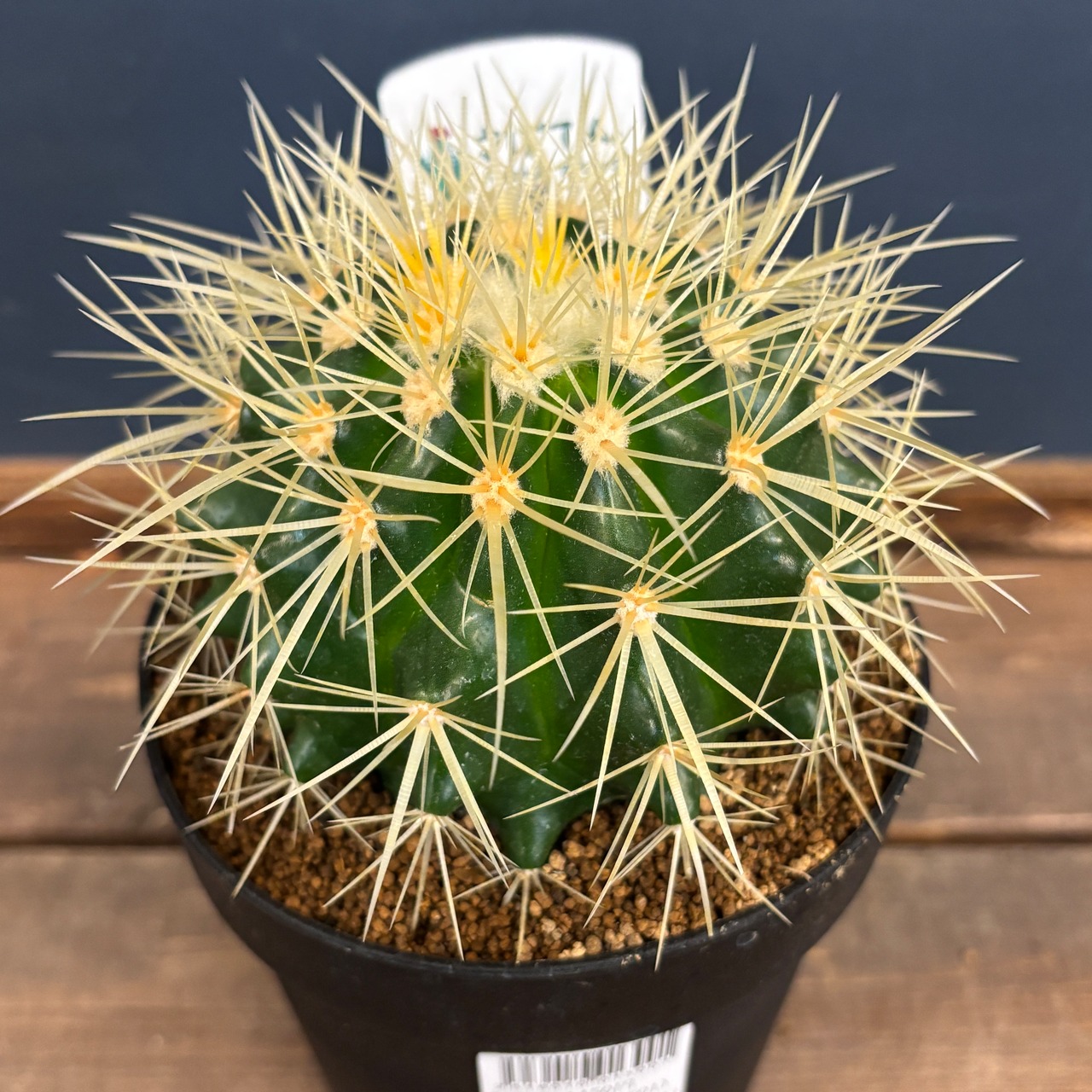 サボテン エキノカクタス 金鯱【905】