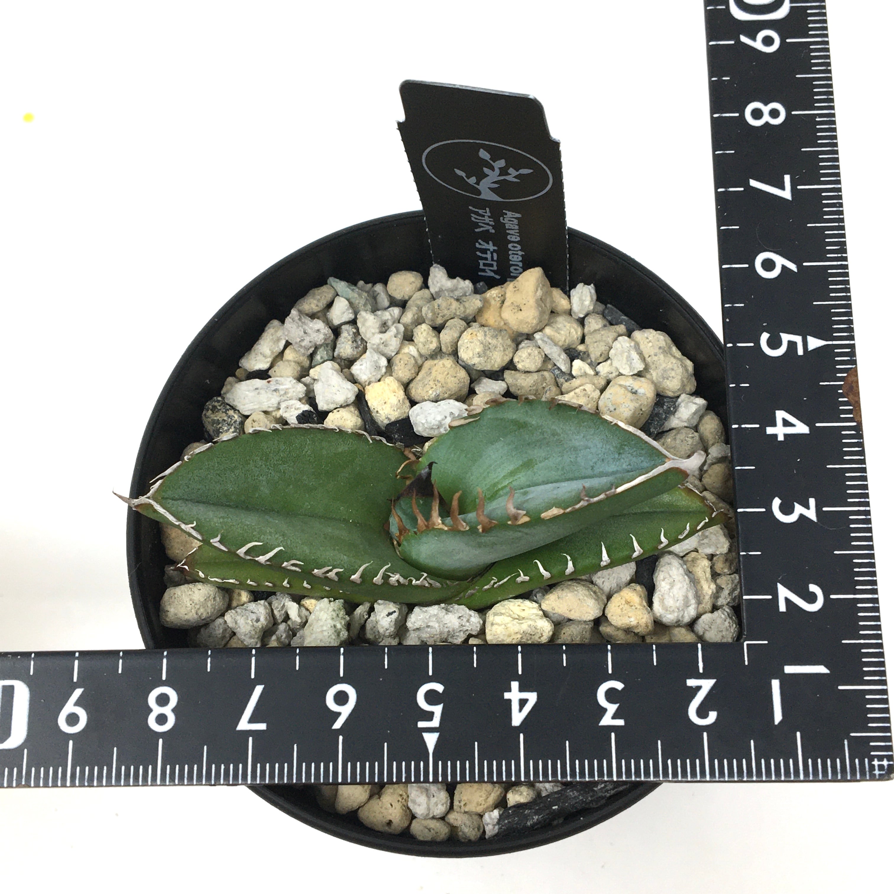 アガベ オテロイ 実生 斑入り パレット 分け