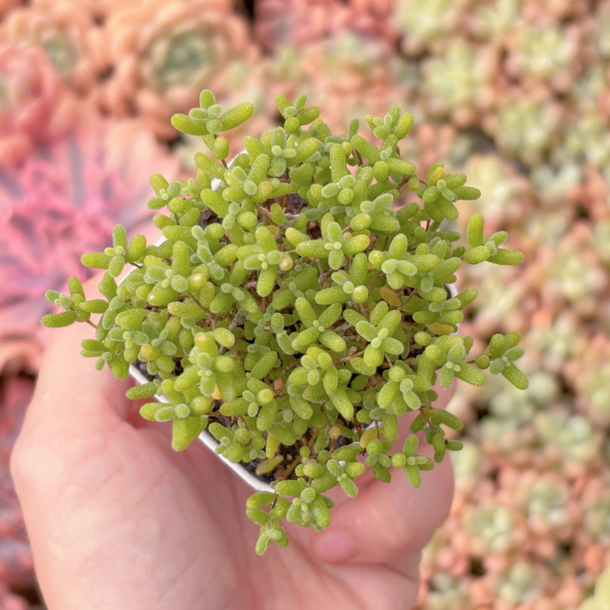 多肉植物　ドロサンテマム　蜜橘糖球(M)　新入荷　るる農園