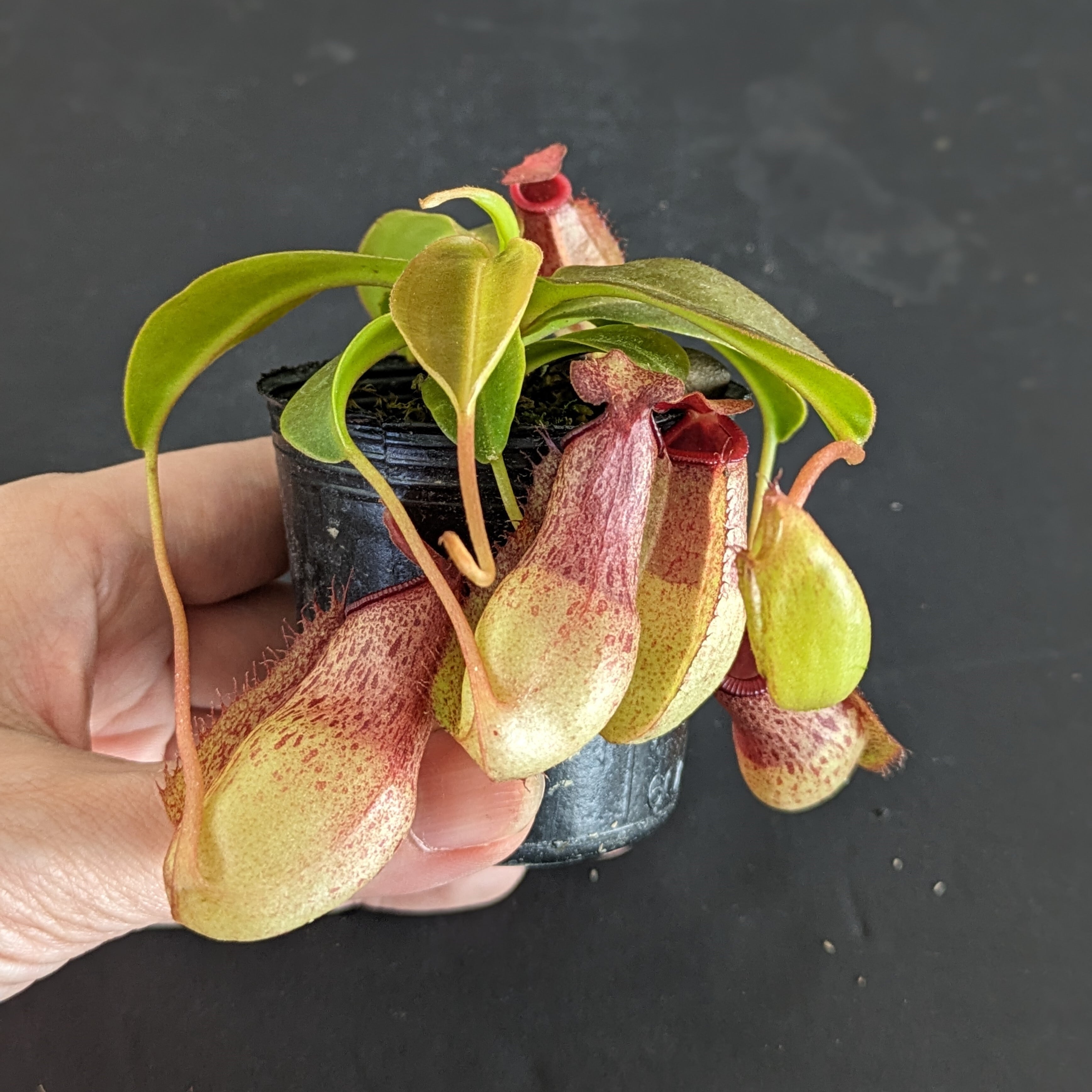 ネペンテス 'Mimis Kiss'【食虫植物】 苔テラリウム作製用素材 | 苔