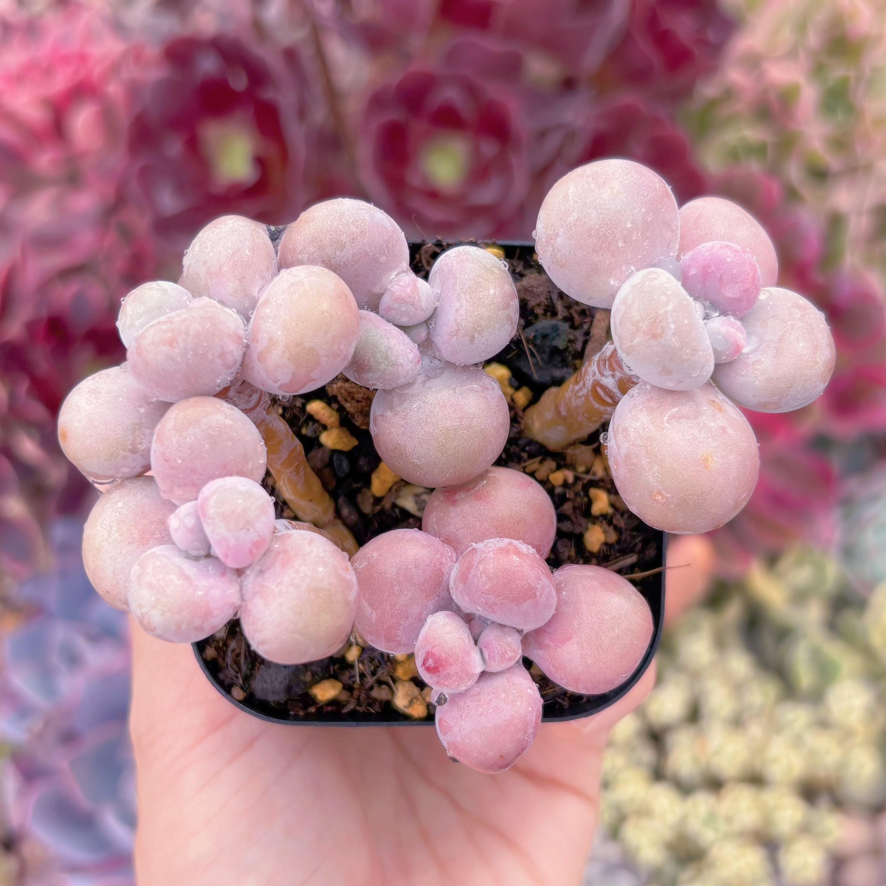 現品　肝臓のタマゴ#549　新入荷