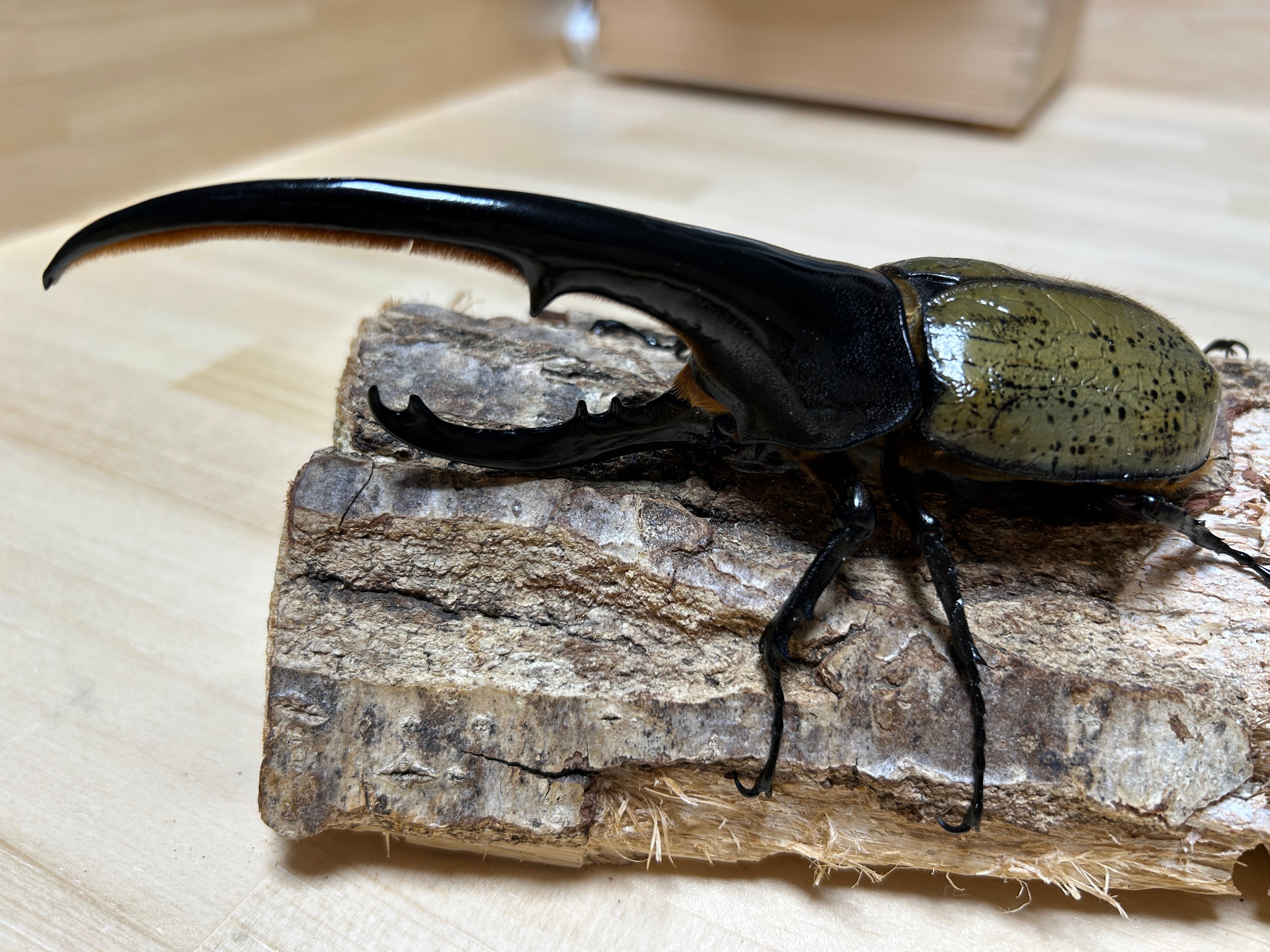 アートオブヘラクレス