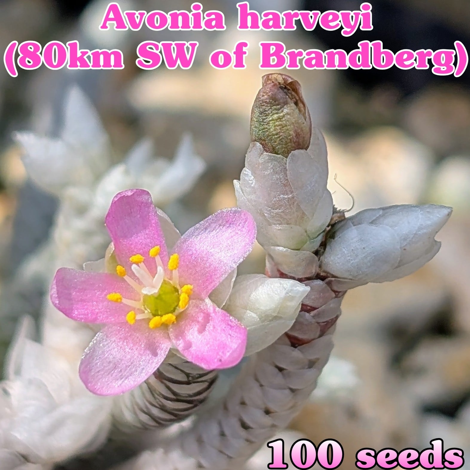 種子(大容量お得パック)/100粒】Avonia harveyi (80km SW of Brandberg