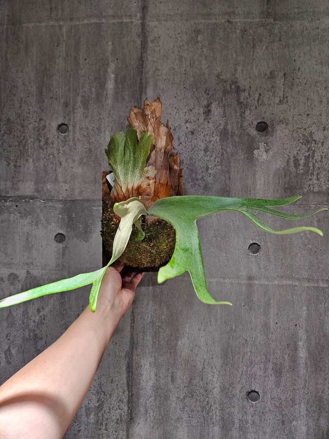 P. willinckii cv. Mong Doi (pup)【artPLANTs/PLANTS GARAGE】ビカクシダ/Platycerium