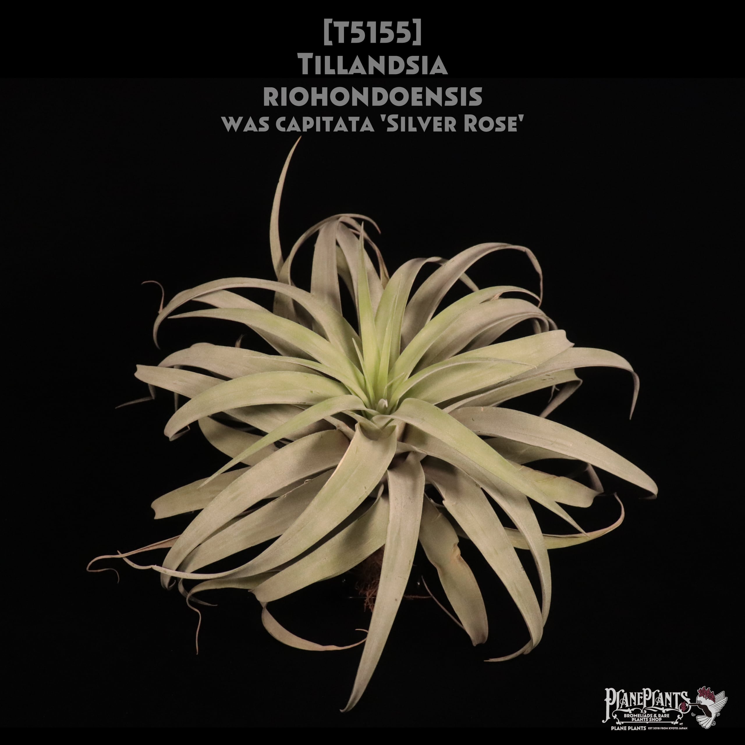 送料無料】ionantha 'Ron'(子株付き)〔エアプランツ〕現品発送 送料無料】ionantha 'Ron'(子株付き)〔エアプランツ〕現品発送