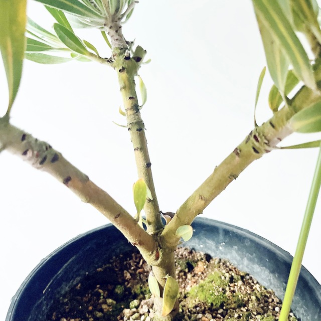 希少 プロテア ジュリエット 3F 観葉植物 ワイルドフラワー 希少植物