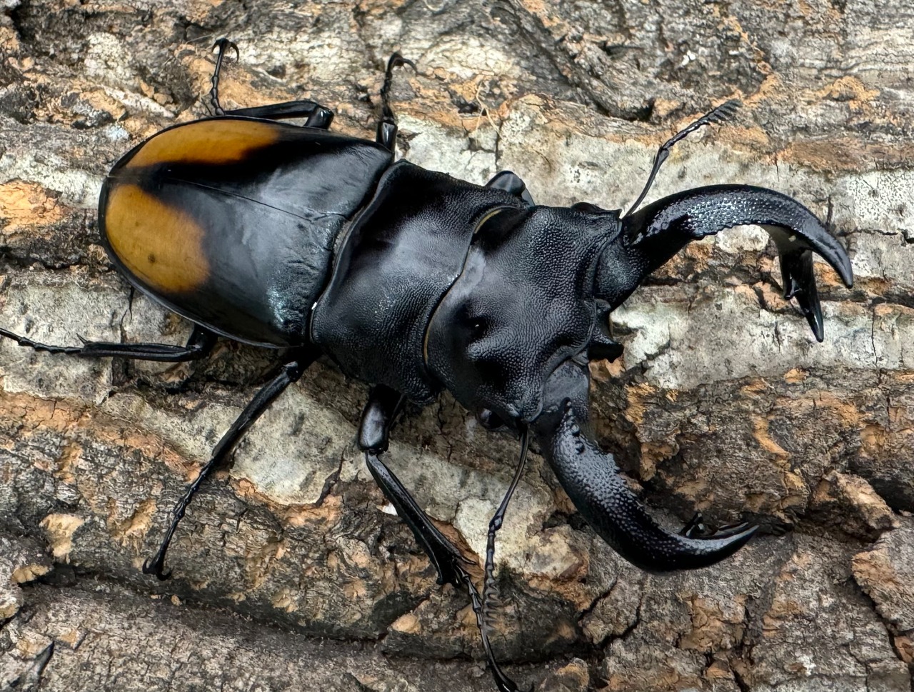 【WD】《セアカフタマタ 80mm ペア》