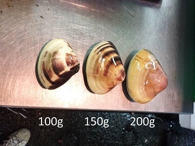 ハマグリ購入ページ 5ca569b8dd16b60a349f66ff560d67