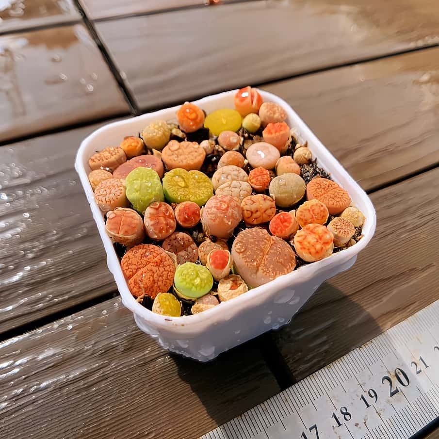 農園直売 多肉植物 寄せ植え パープルディライト覆輪錦（単） 抜き苗
