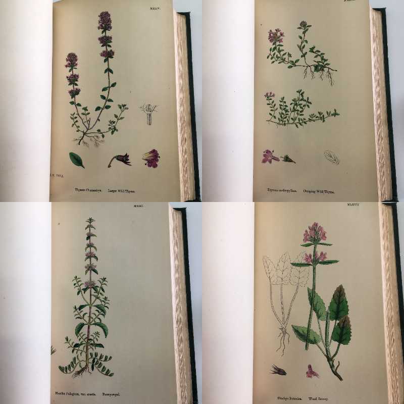 植物図鑑 植物画 Sowerby English Botany イギリス 英国 植物図鑑 Vol 7 1867年 銅版画手彩色 カラープレート159枚 ボタニカルアート 博物画 小さなワクワク べるりんのーと